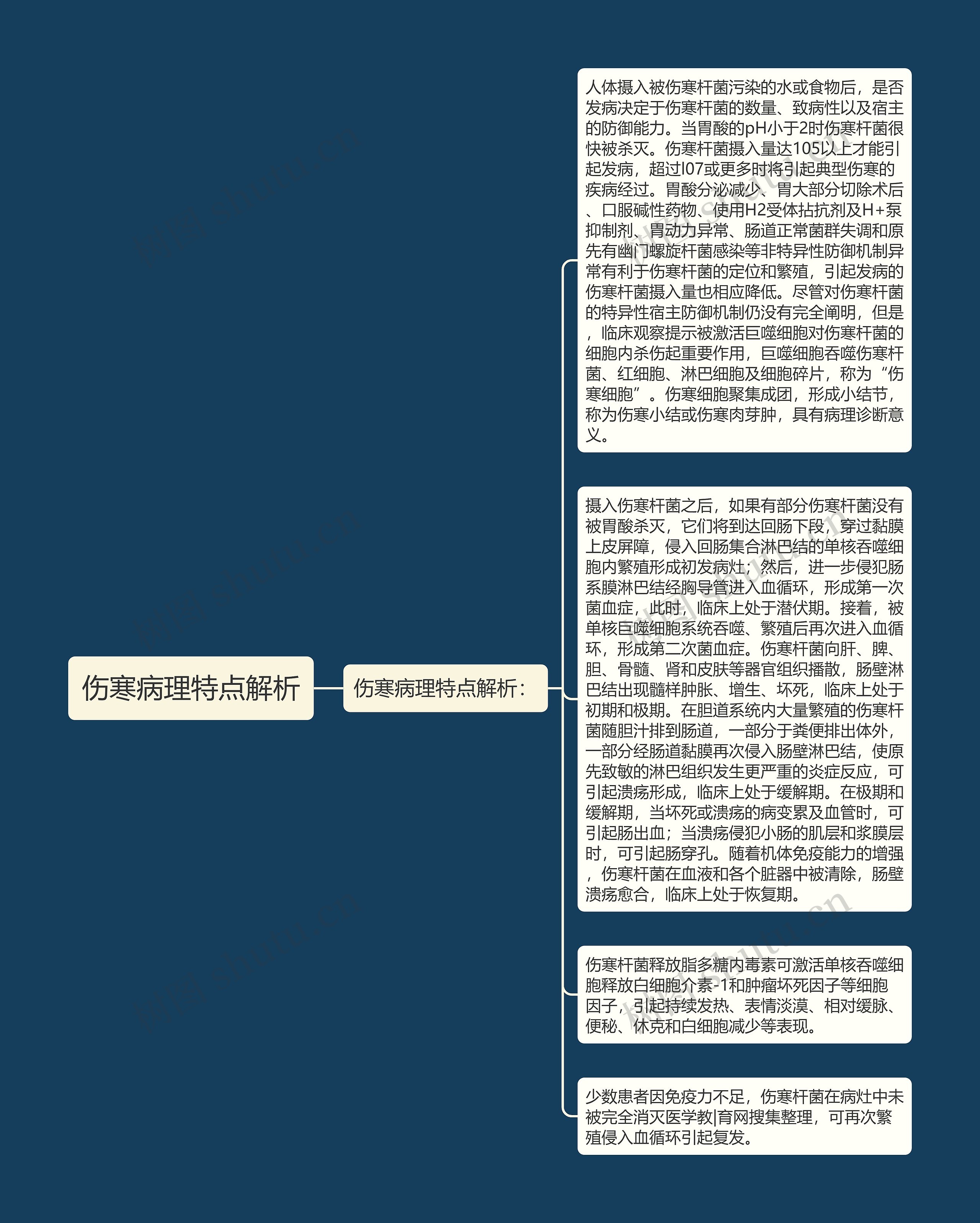 伤寒病理特点解析思维导图