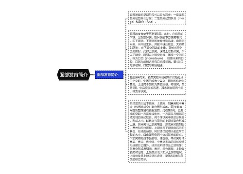 面部发育简介