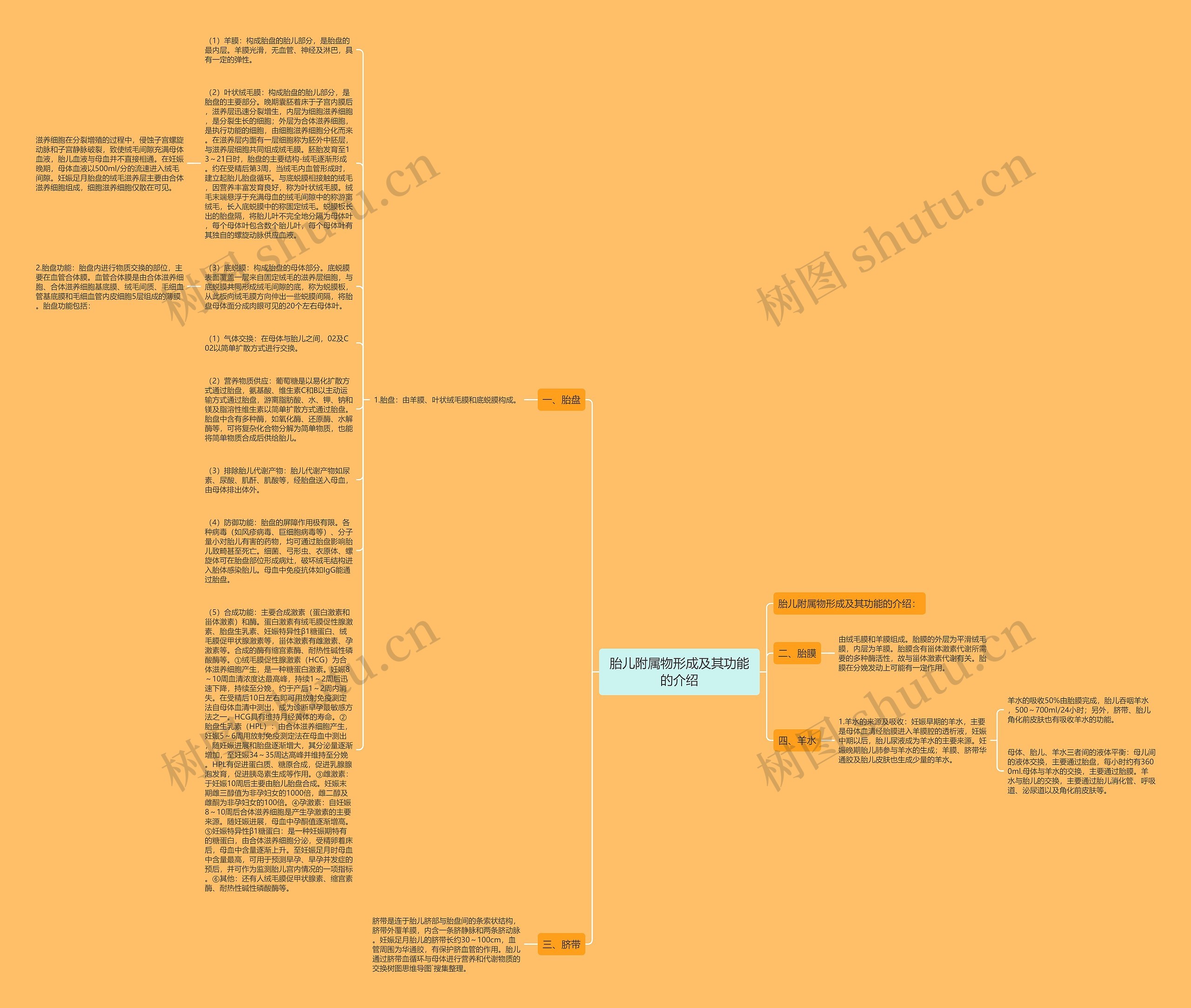 胎儿附属物形成及其功能的介绍思维导图