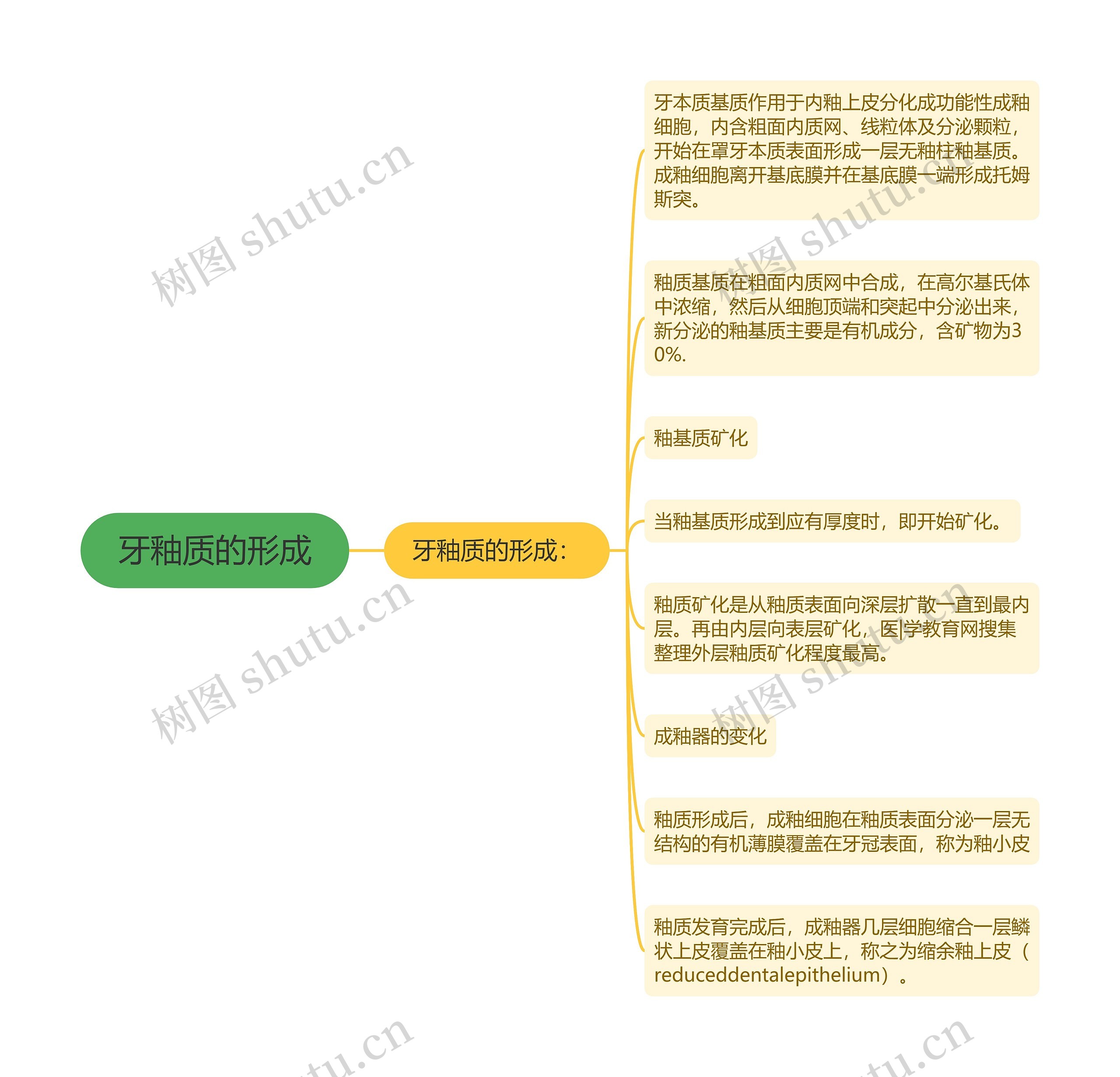 牙釉质的形成思维导图