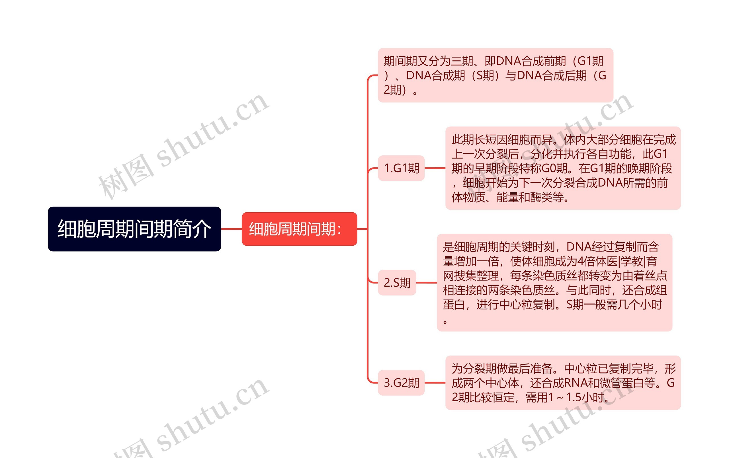 细胞周期间期简介思维导图