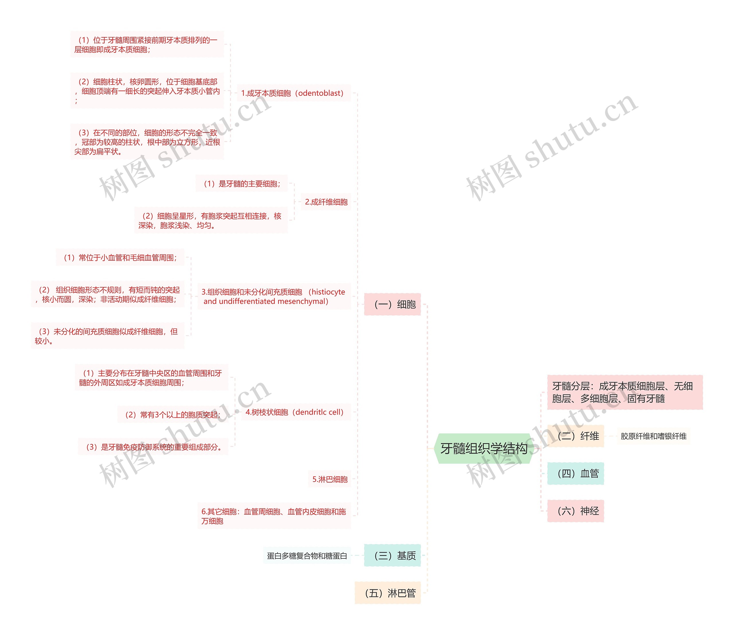 牙髓组织学结构思维导图