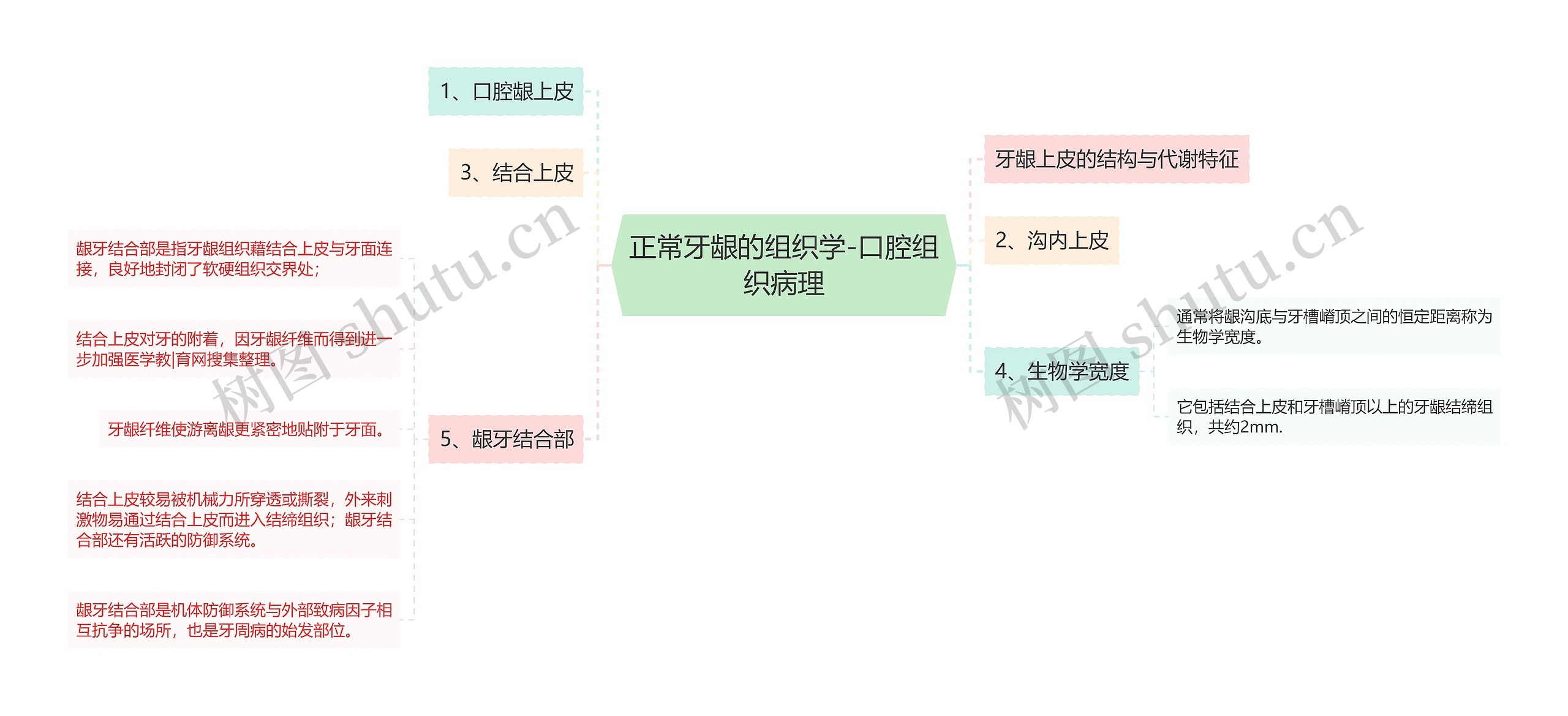 正常牙龈的组织学-口腔组织病理思维导图