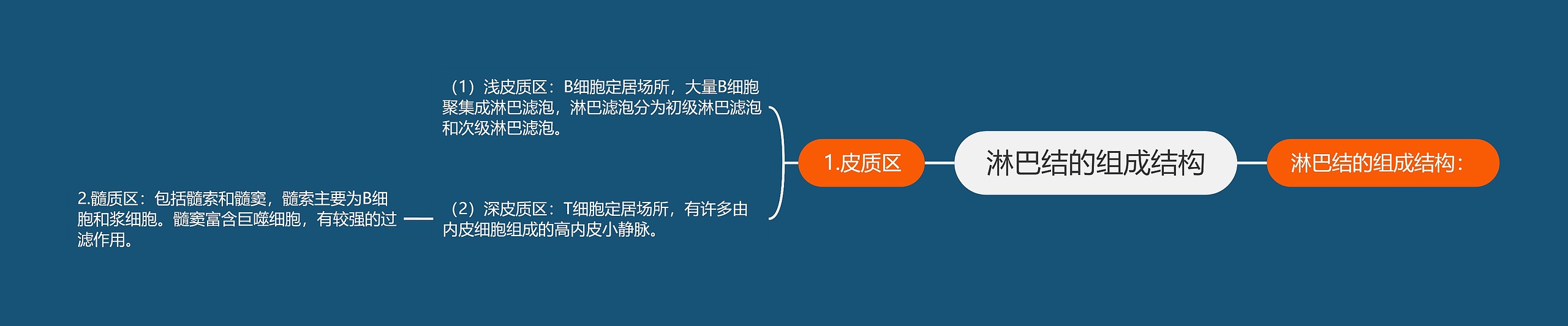 淋巴结的组成结构 淋巴结的组成结构