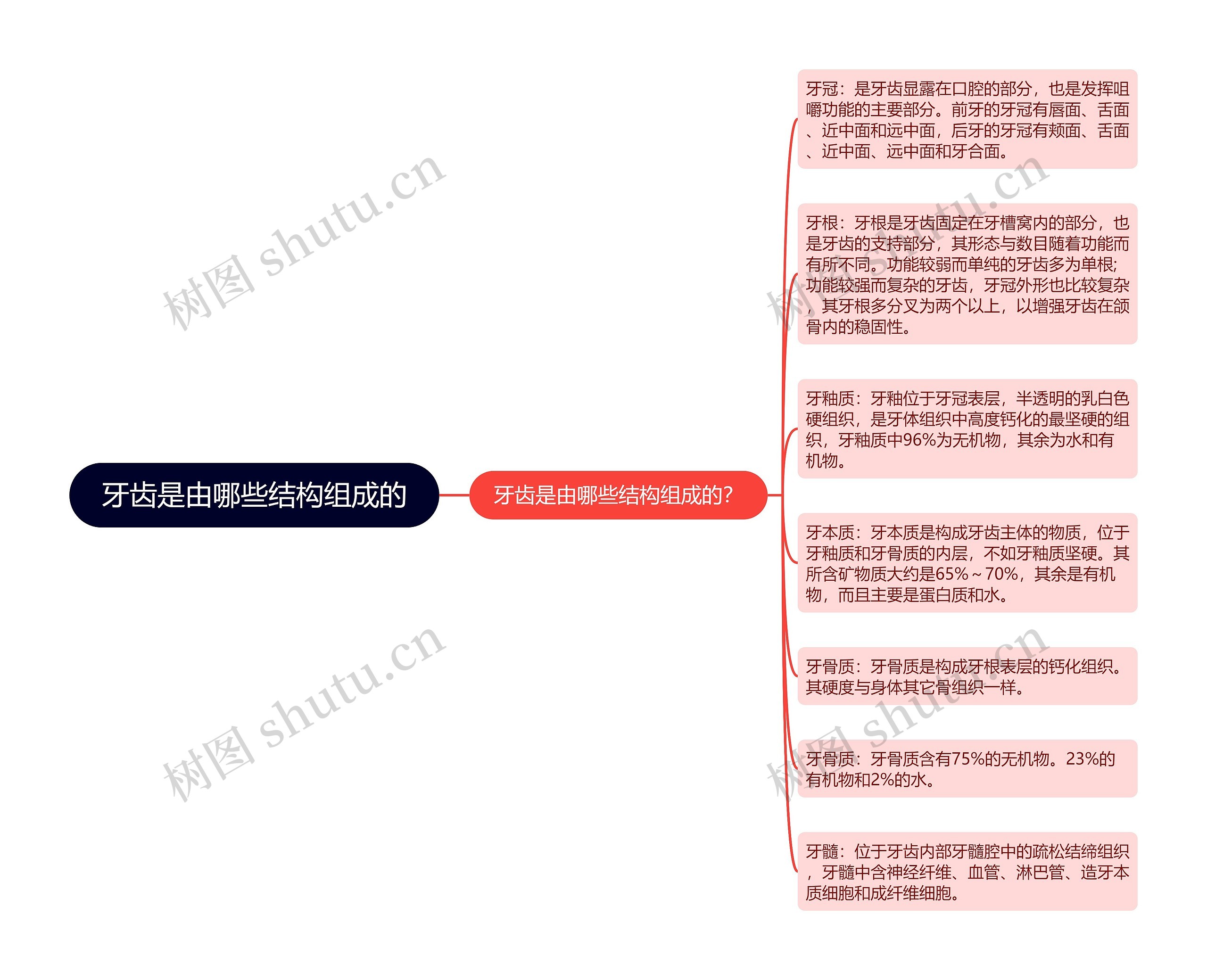 牙齿是由哪些结构组成的思维导图