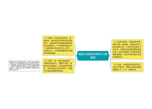 釉质形成的相关结构-口腔基础