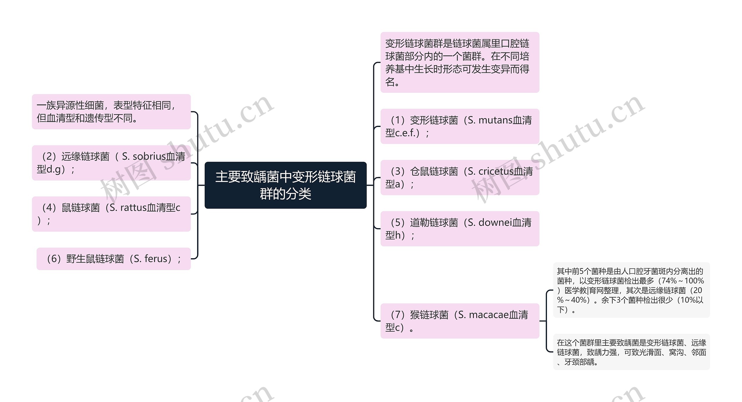 主要致龋菌中变形链球菌群的分类思维导图