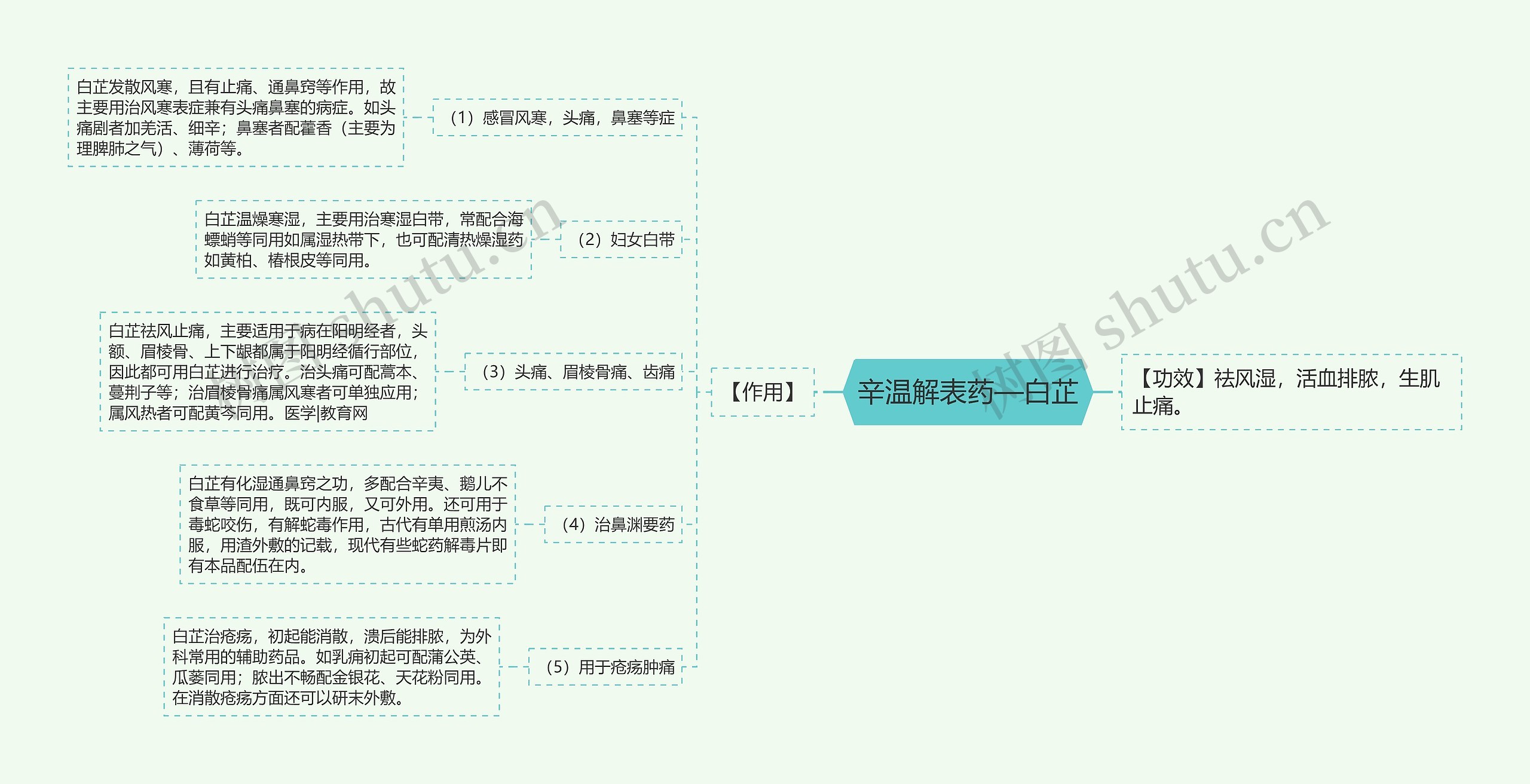 辛温解表药—白芷