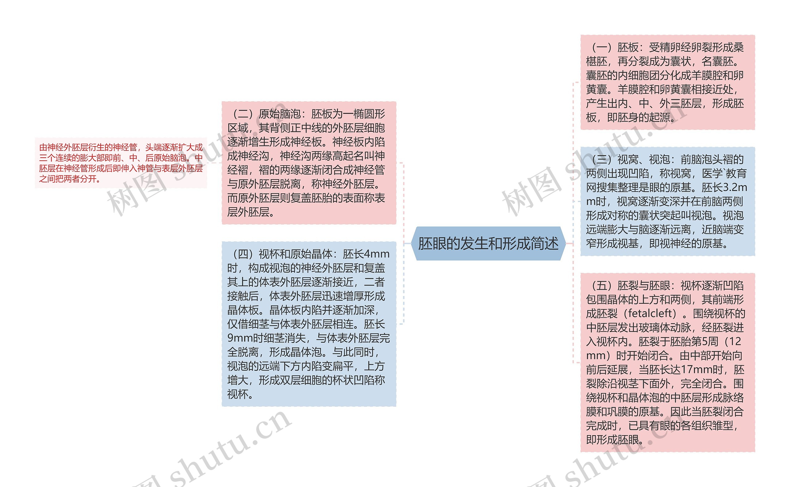 胚眼的发生和形成简述思维导图