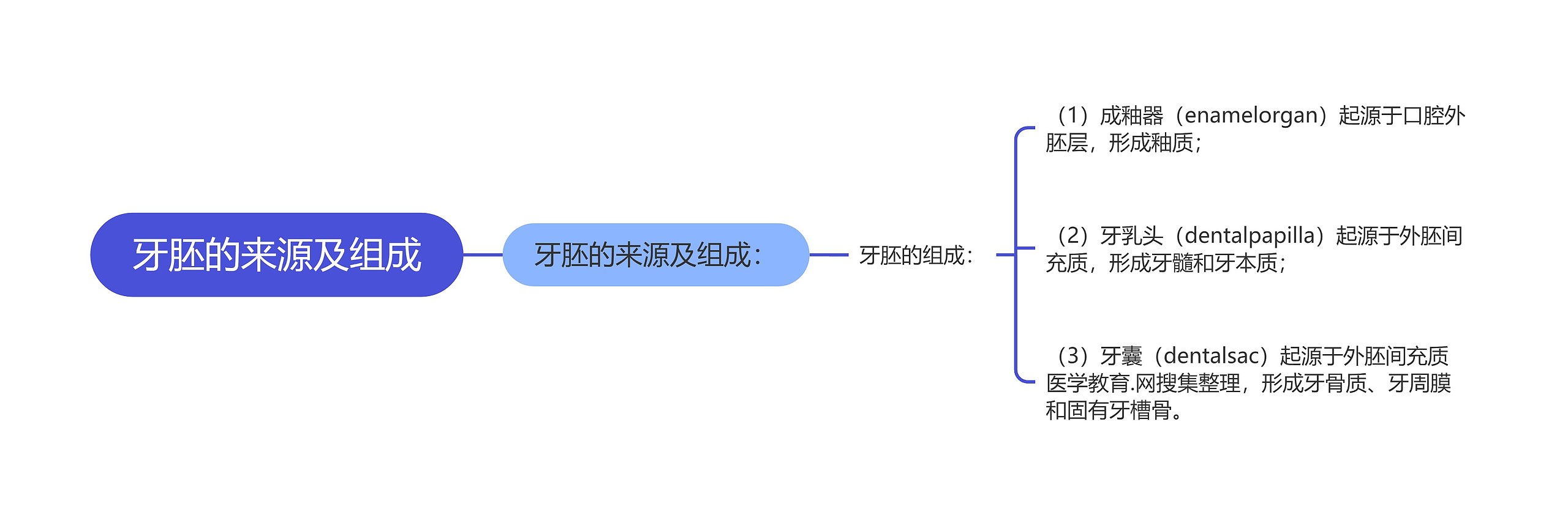 牙胚的来源及组成