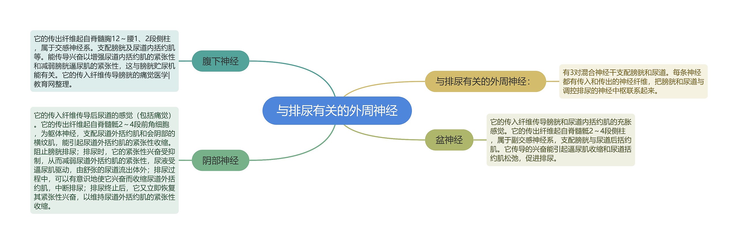 与排尿有关的外周神经思维导图