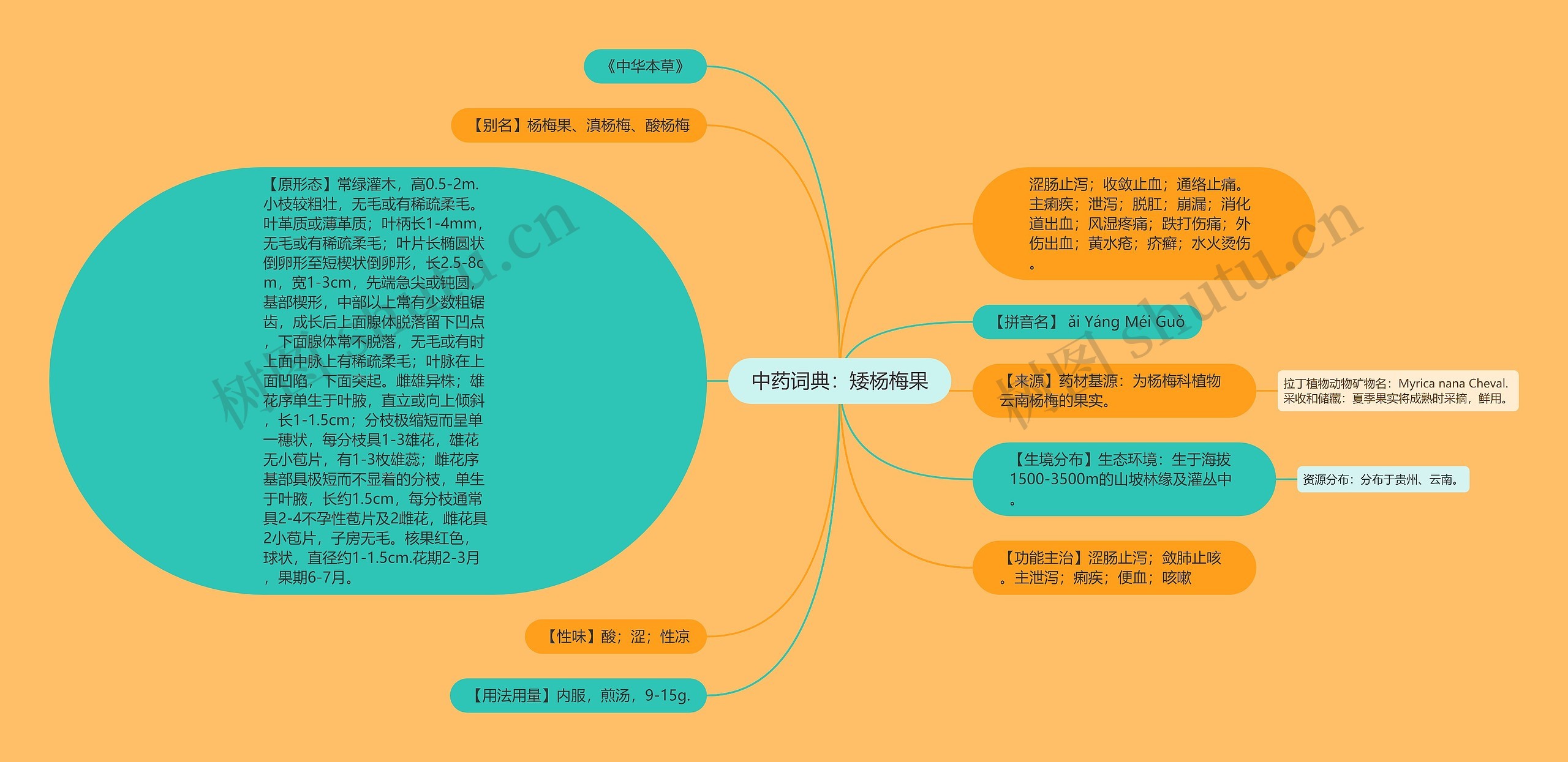 中药词典：矮杨梅果思维导图