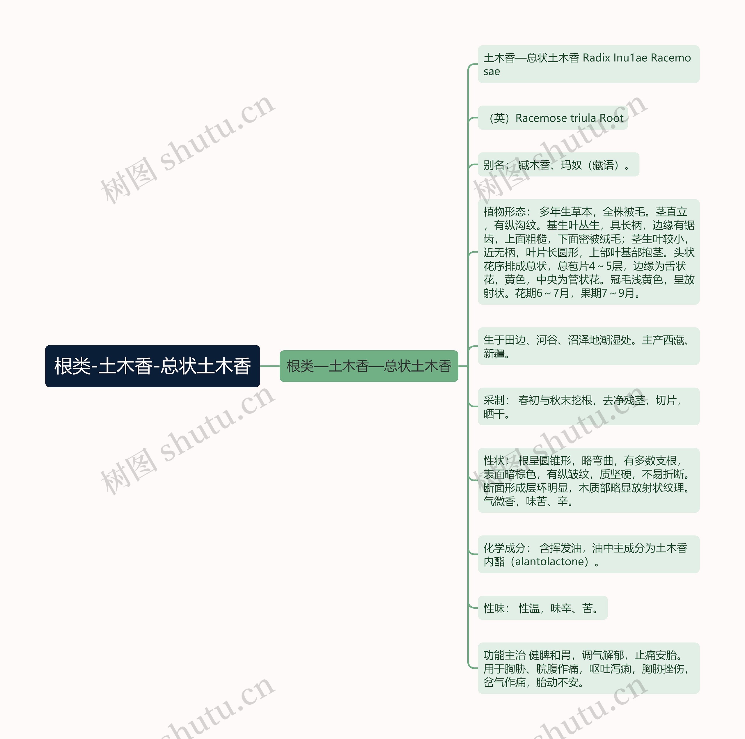 根类-土木香-总状土木香