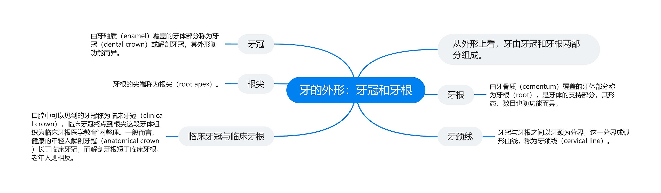 牙的外形：牙冠和牙根思维导图