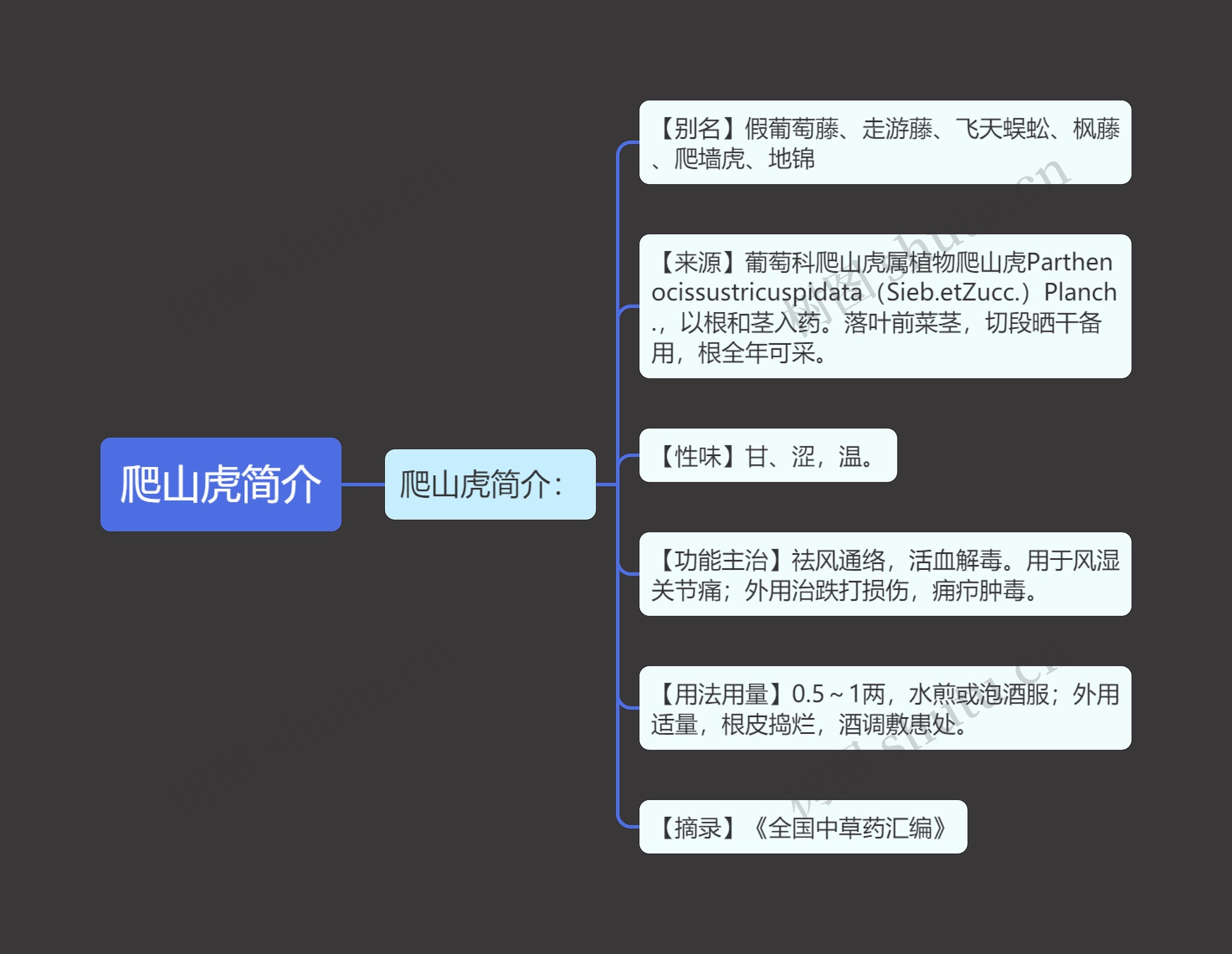 爬山虎简介