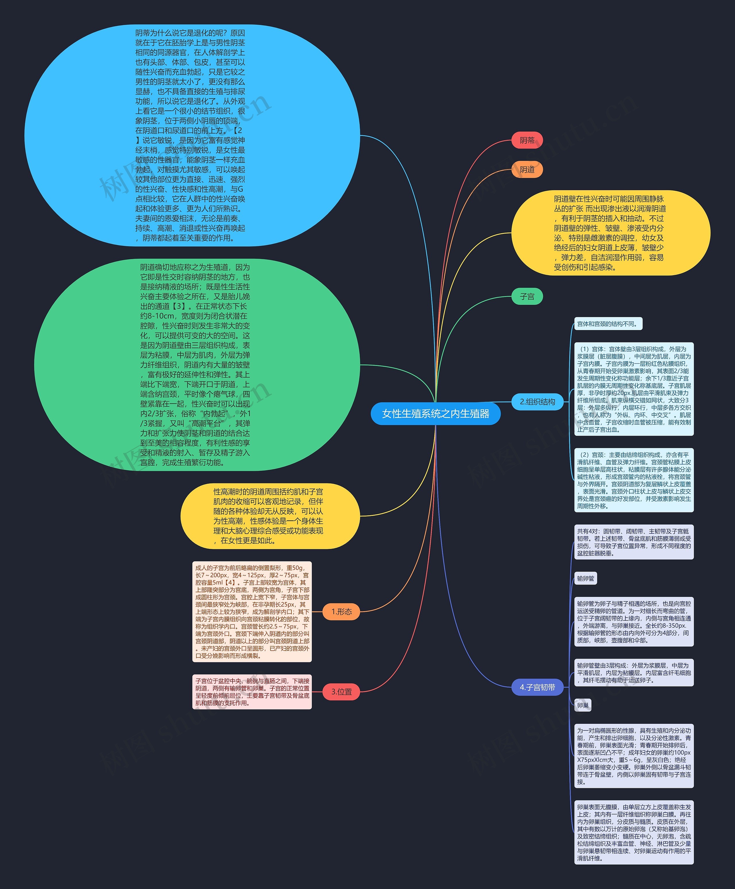 女性生殖系统之内生殖器思维导图