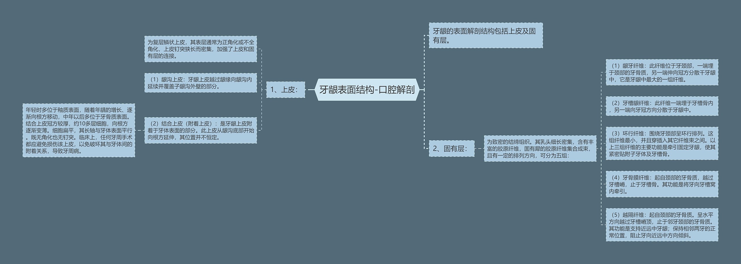 牙龈表面结构-口腔解剖思维导图