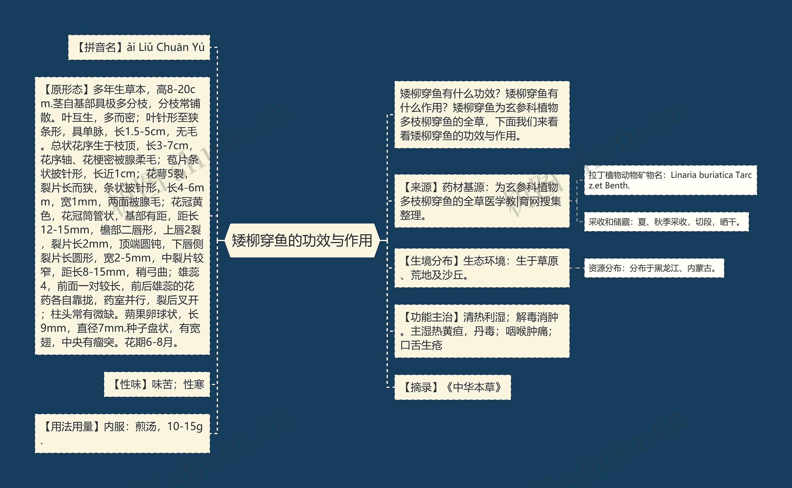 矮柳穿鱼的功效与作用