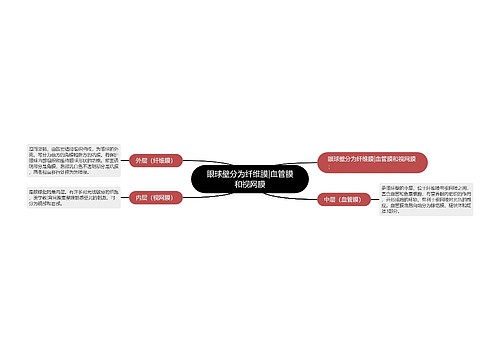 眼球壁分为纤维膜|血管膜和视网膜