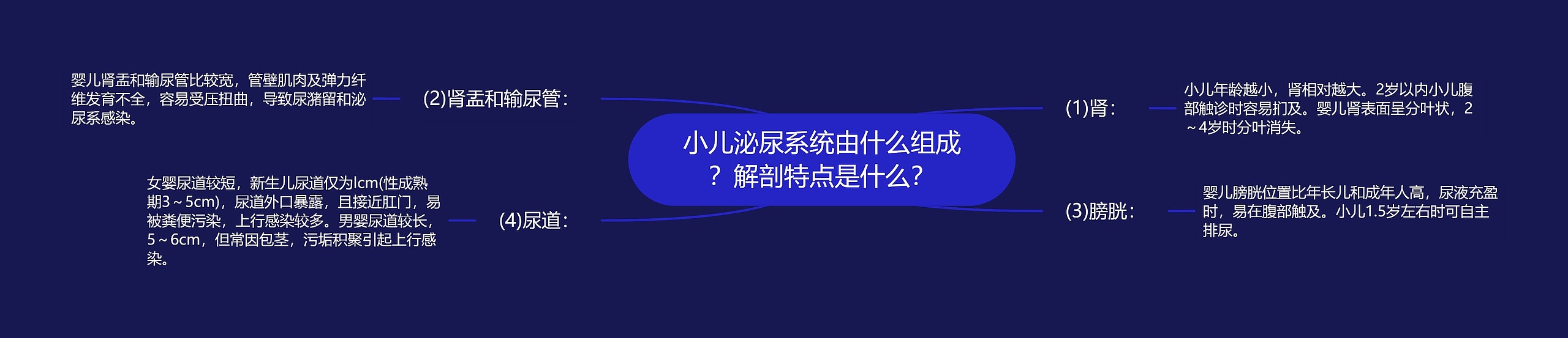 小儿泌尿系统由什么组成？解剖特点是什么？