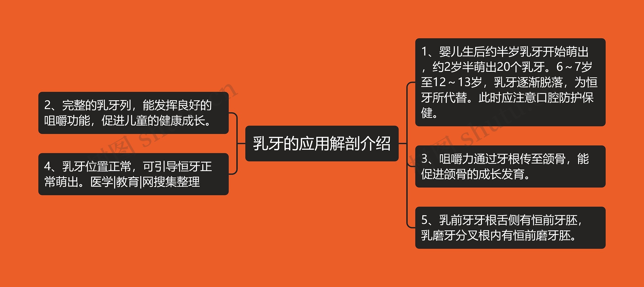 乳牙的应用解剖介绍 乳牙的应用解剖介绍