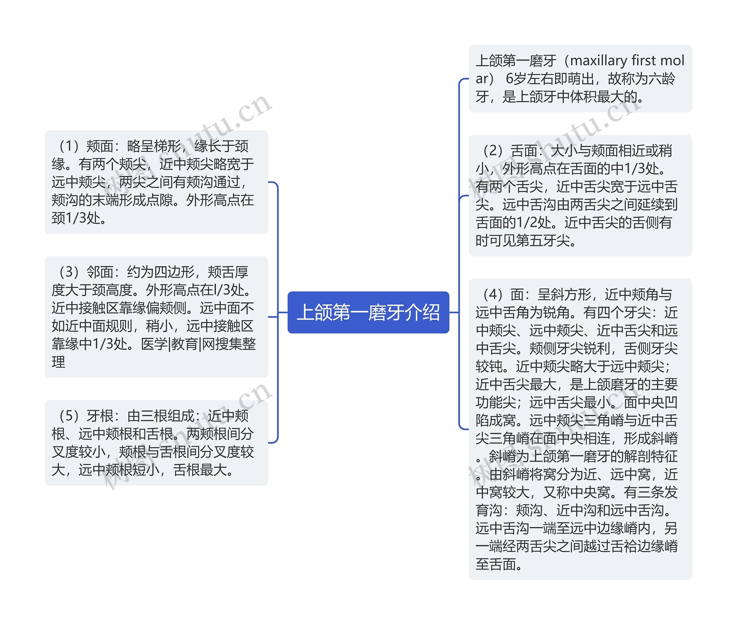 上颌第一磨牙介绍思维导图