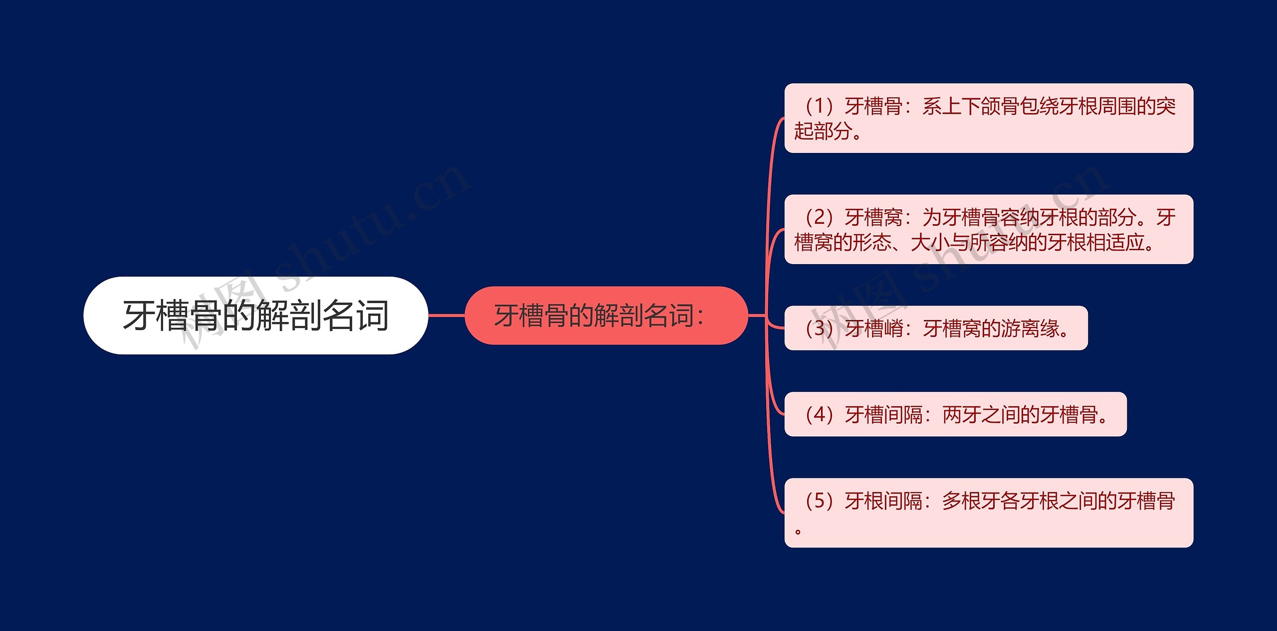 牙槽骨的解剖名词思维导图