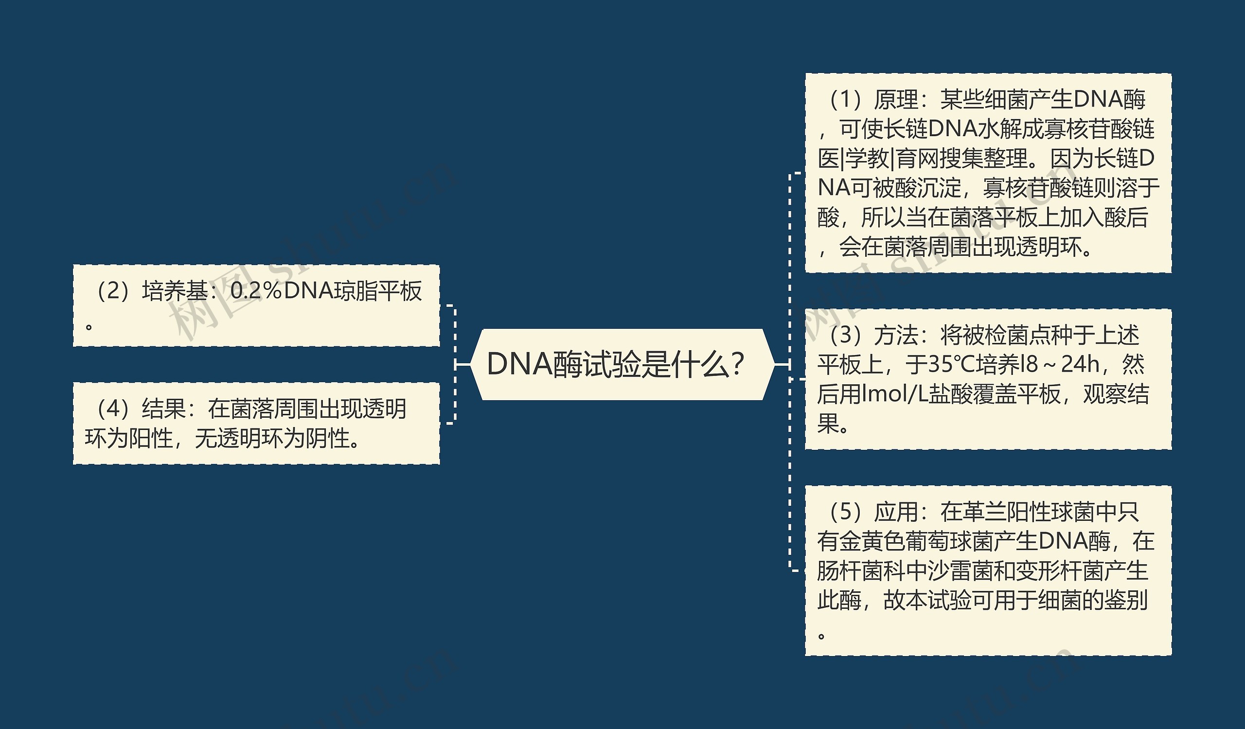 DNA酶试验是什么? DNA酶试验是什么?
