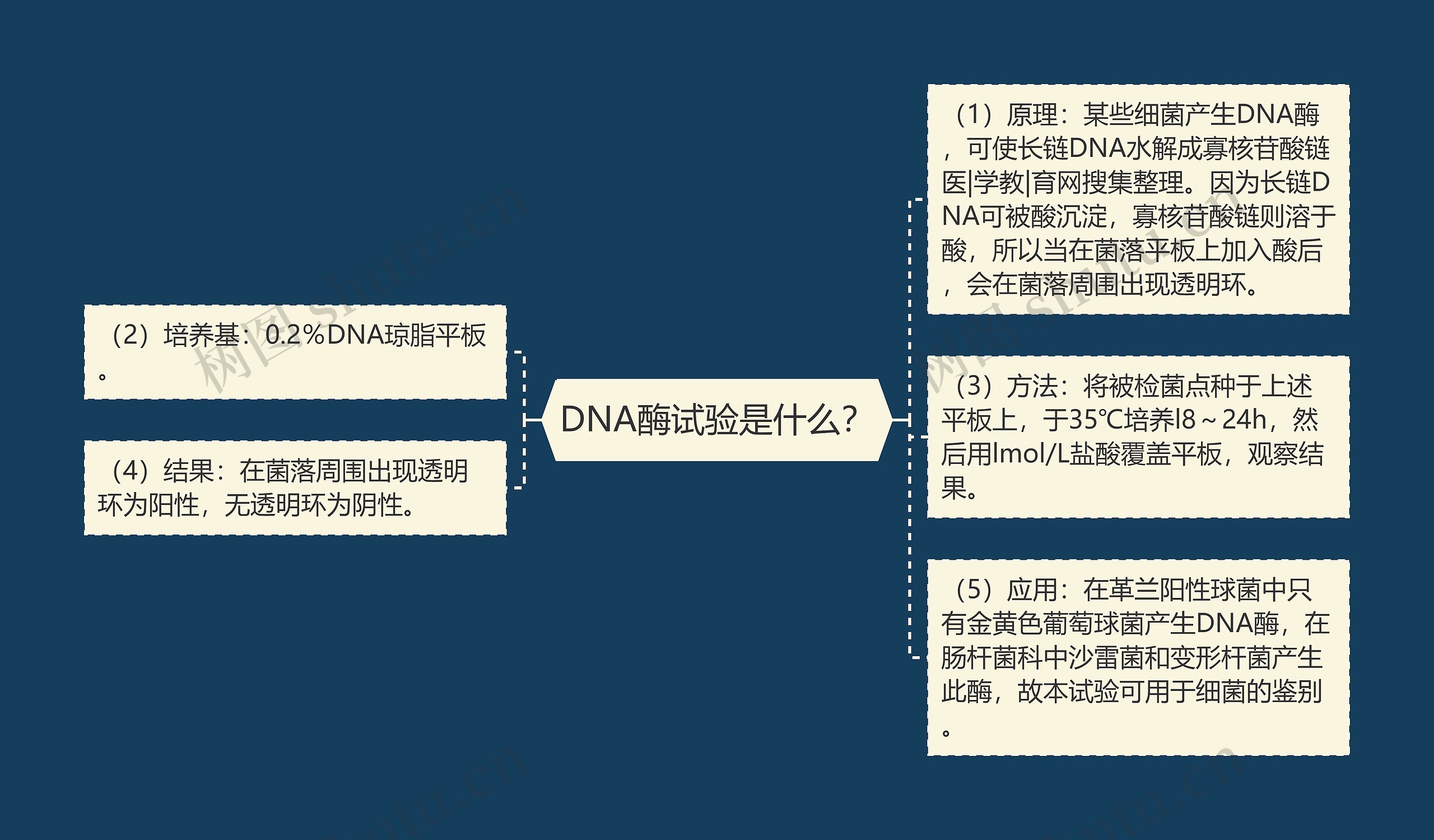 DNA酶试验是什么？思维导图