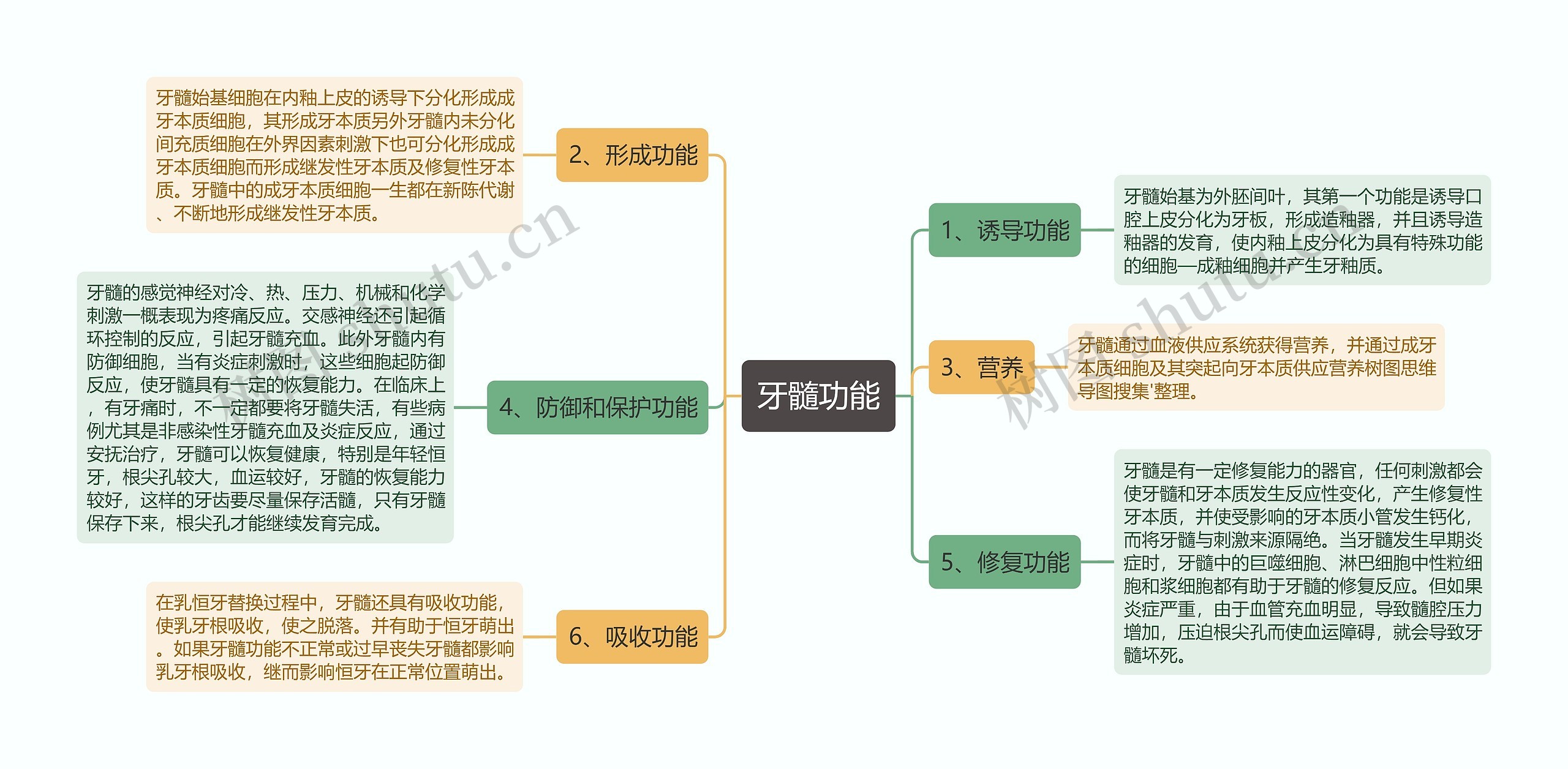 牙髓功能思维导图