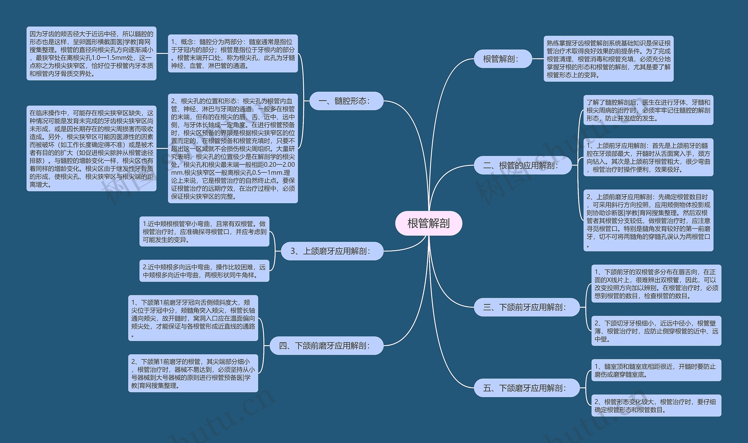 根管解剖 根管解剖