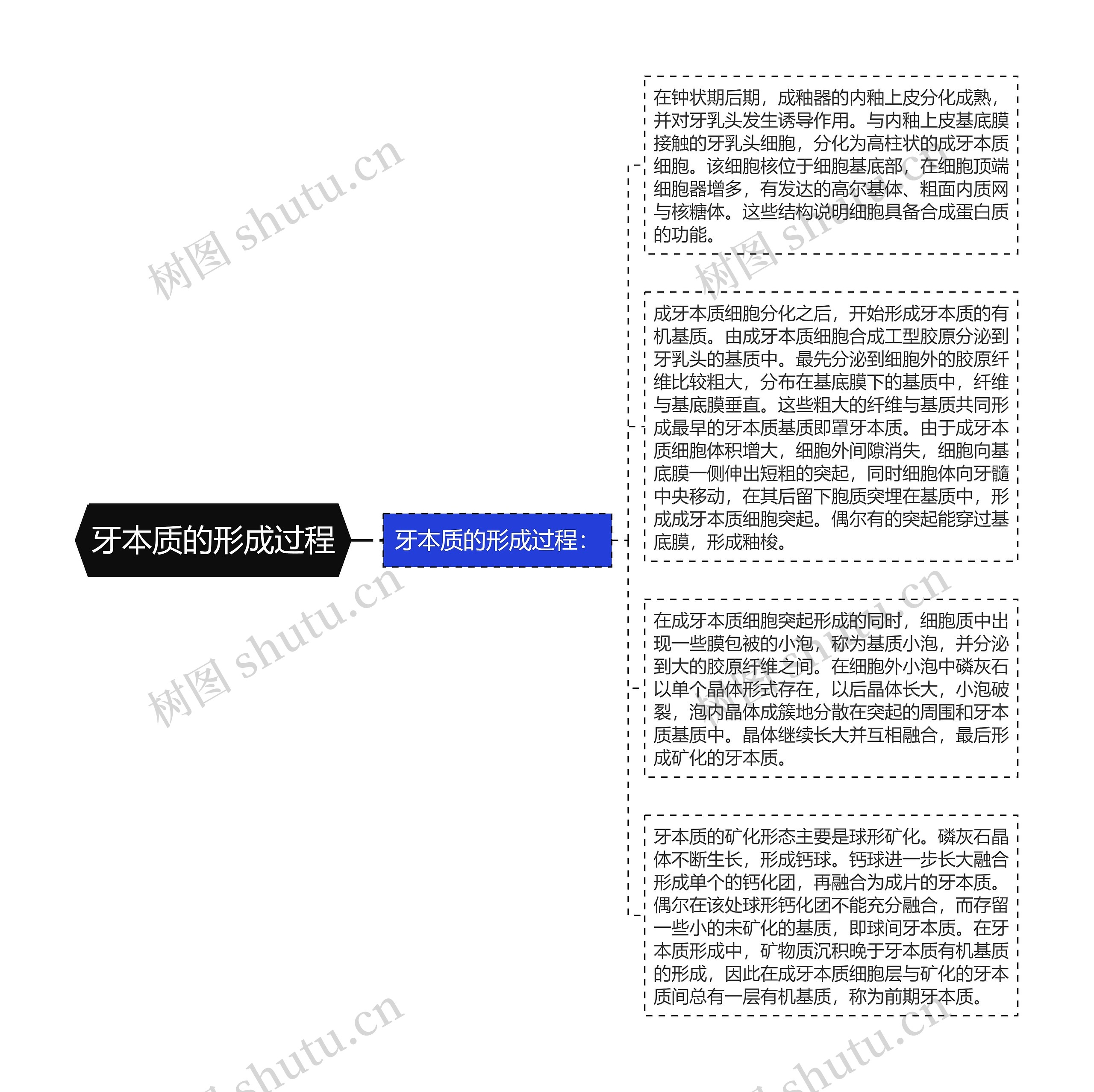 牙本质的形成过程