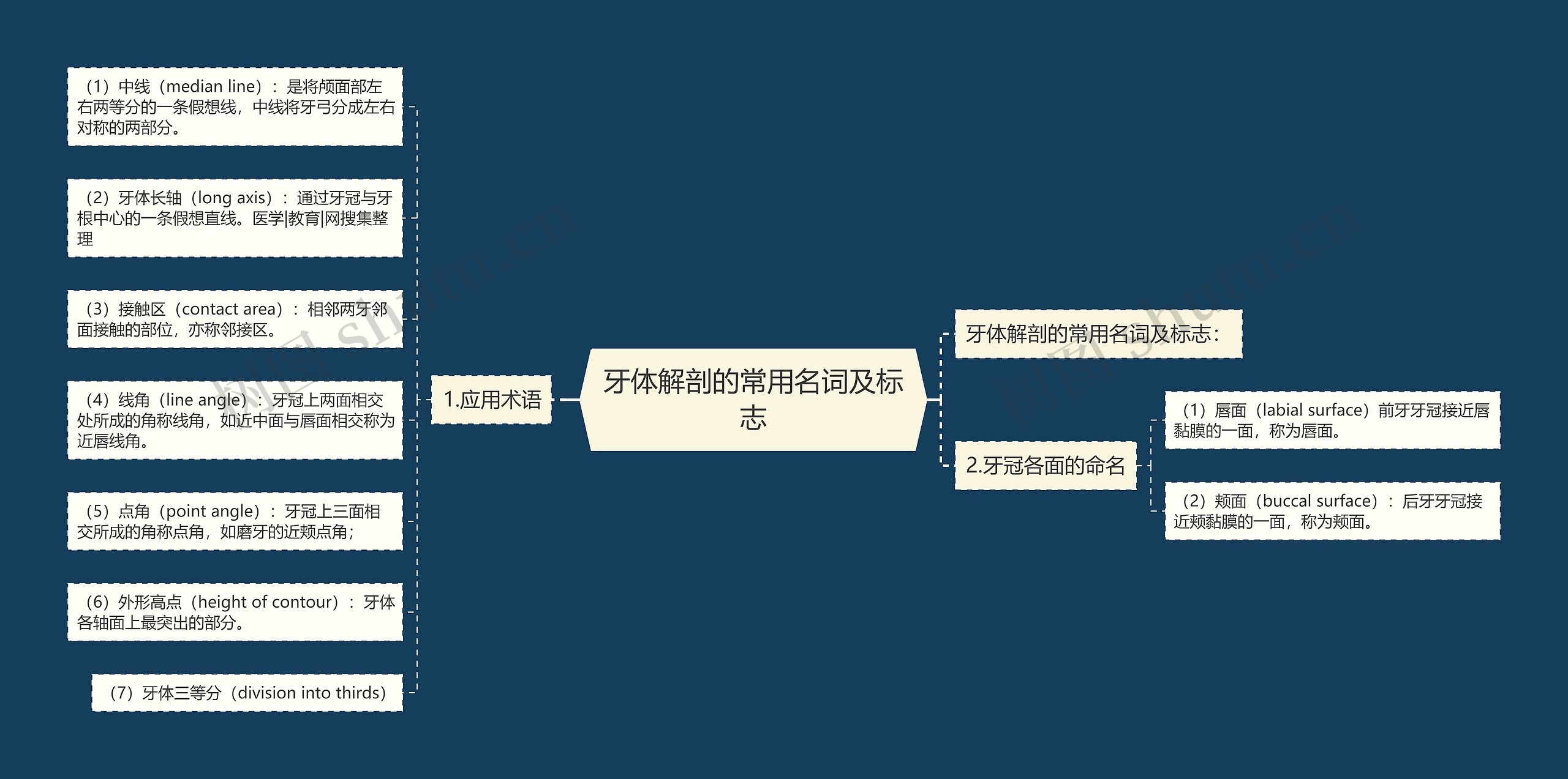 牙体解剖的常用名词及标志思维导图