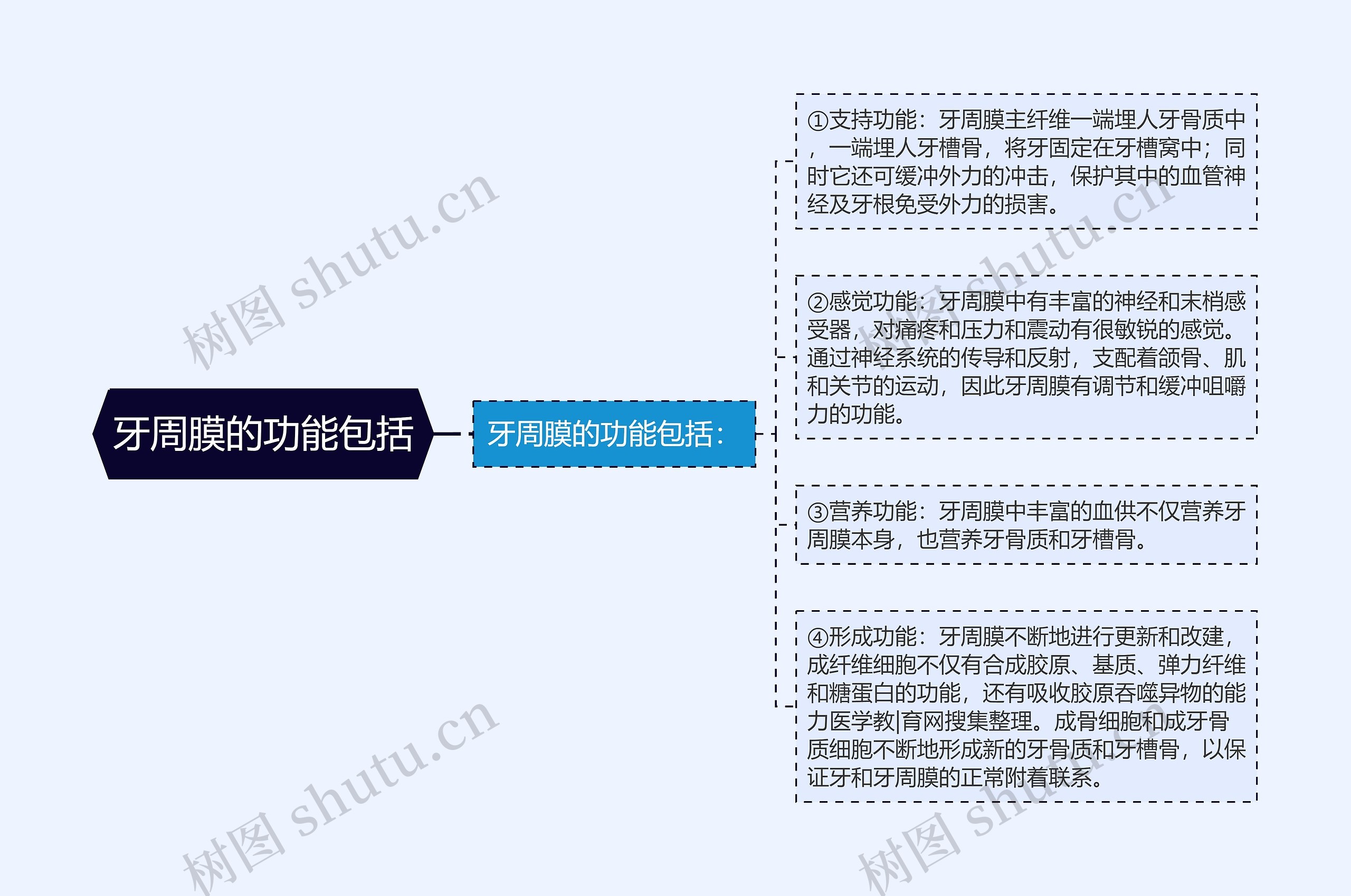 牙周膜的功能包括