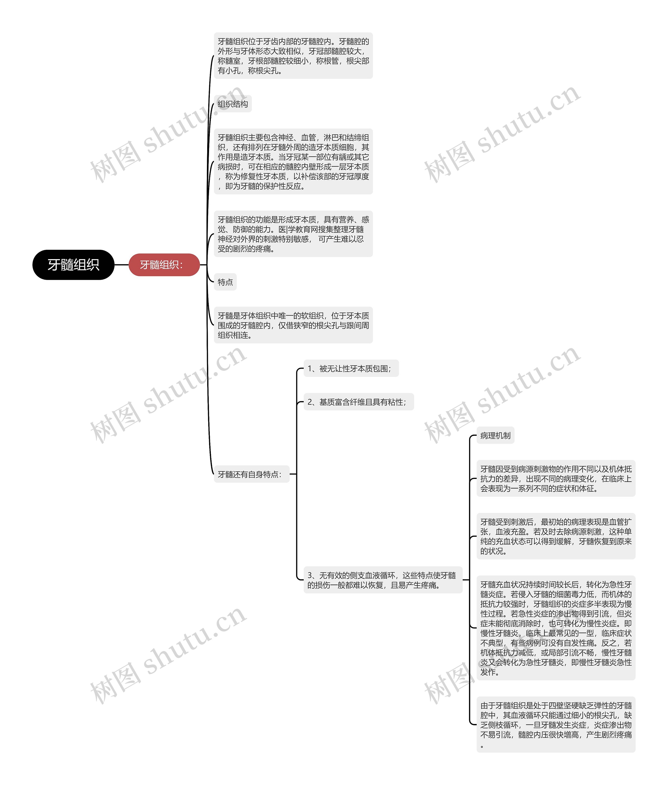 牙髓组织 牙髓组织