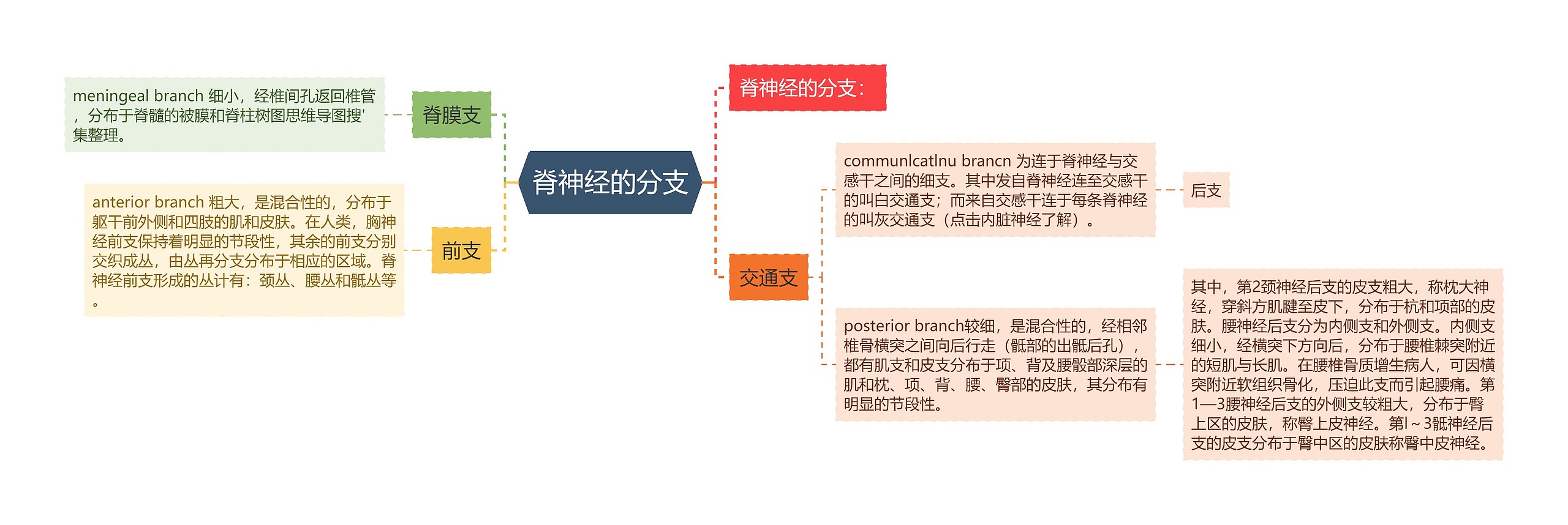 脊神经的分支 脊神经的分支