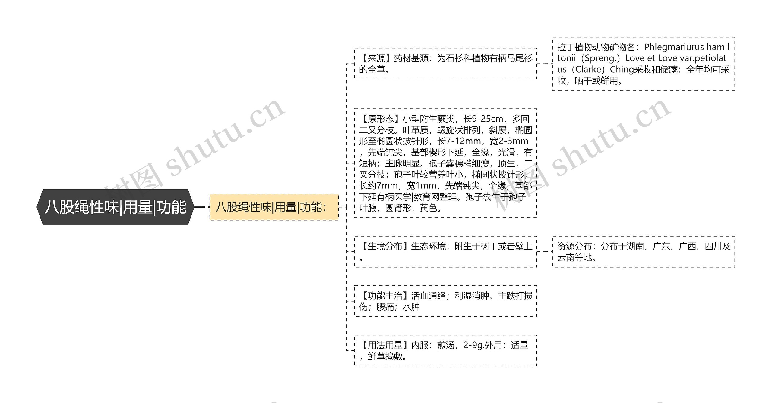 八股绳性味|用量|功能思维导图