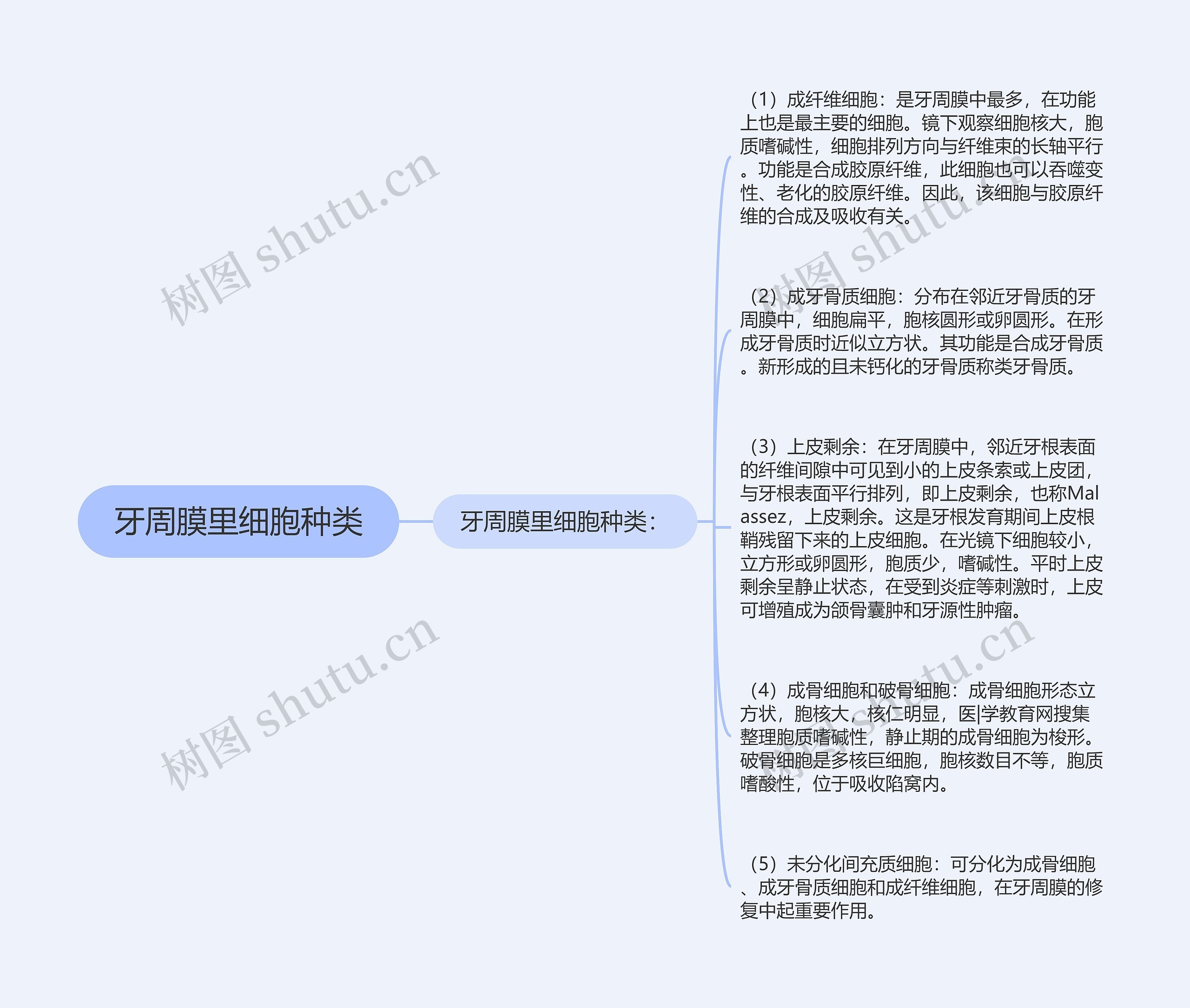 牙周膜里细胞种类