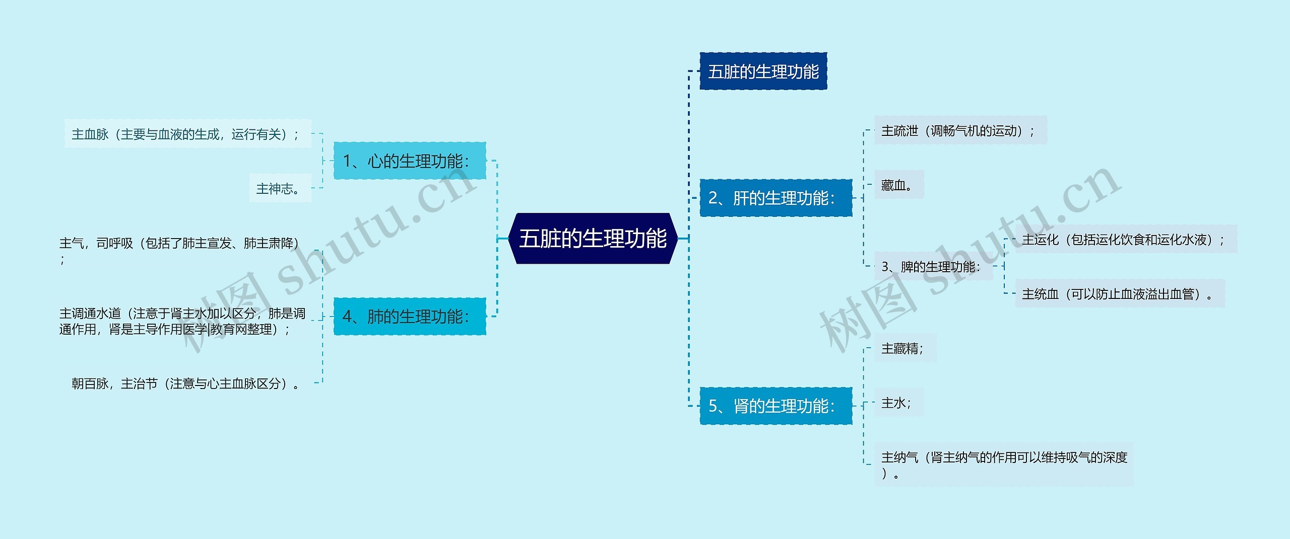 五脏的生理功能