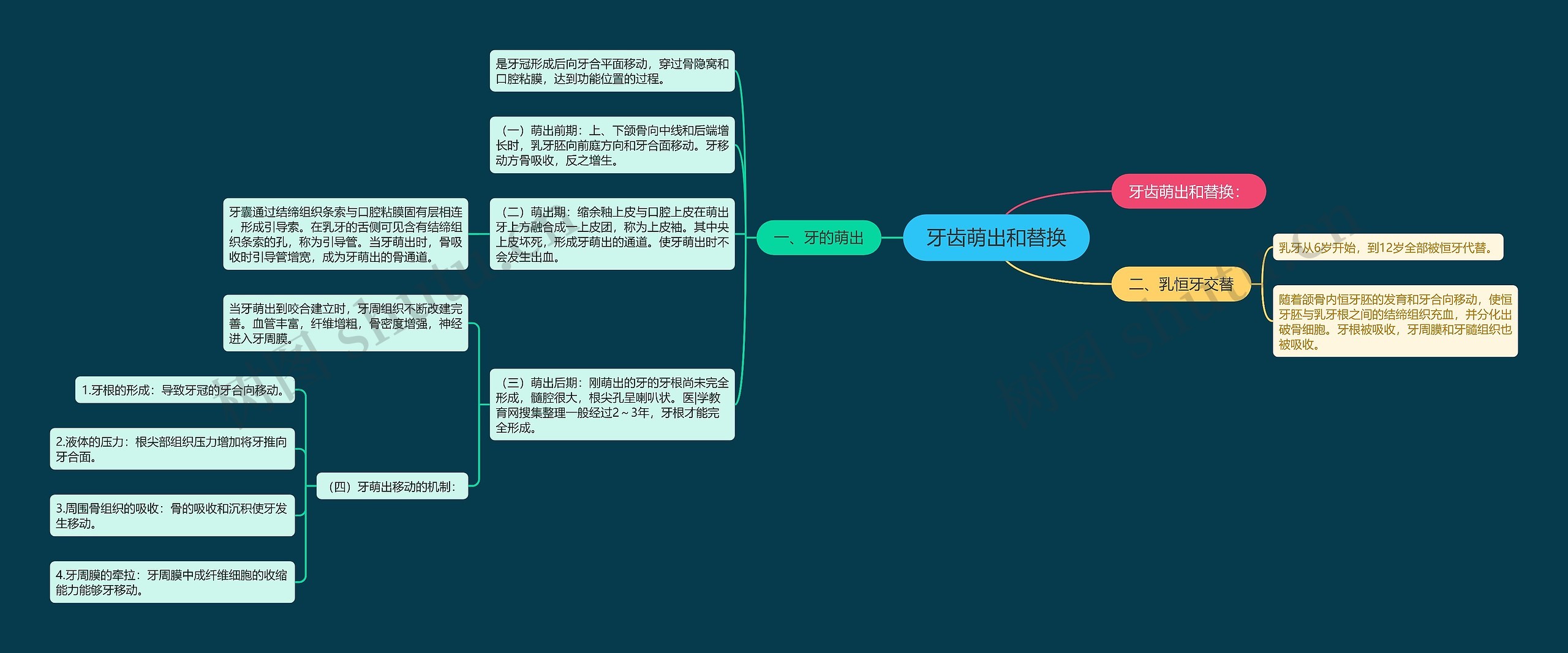 牙齿萌出和替换思维导图