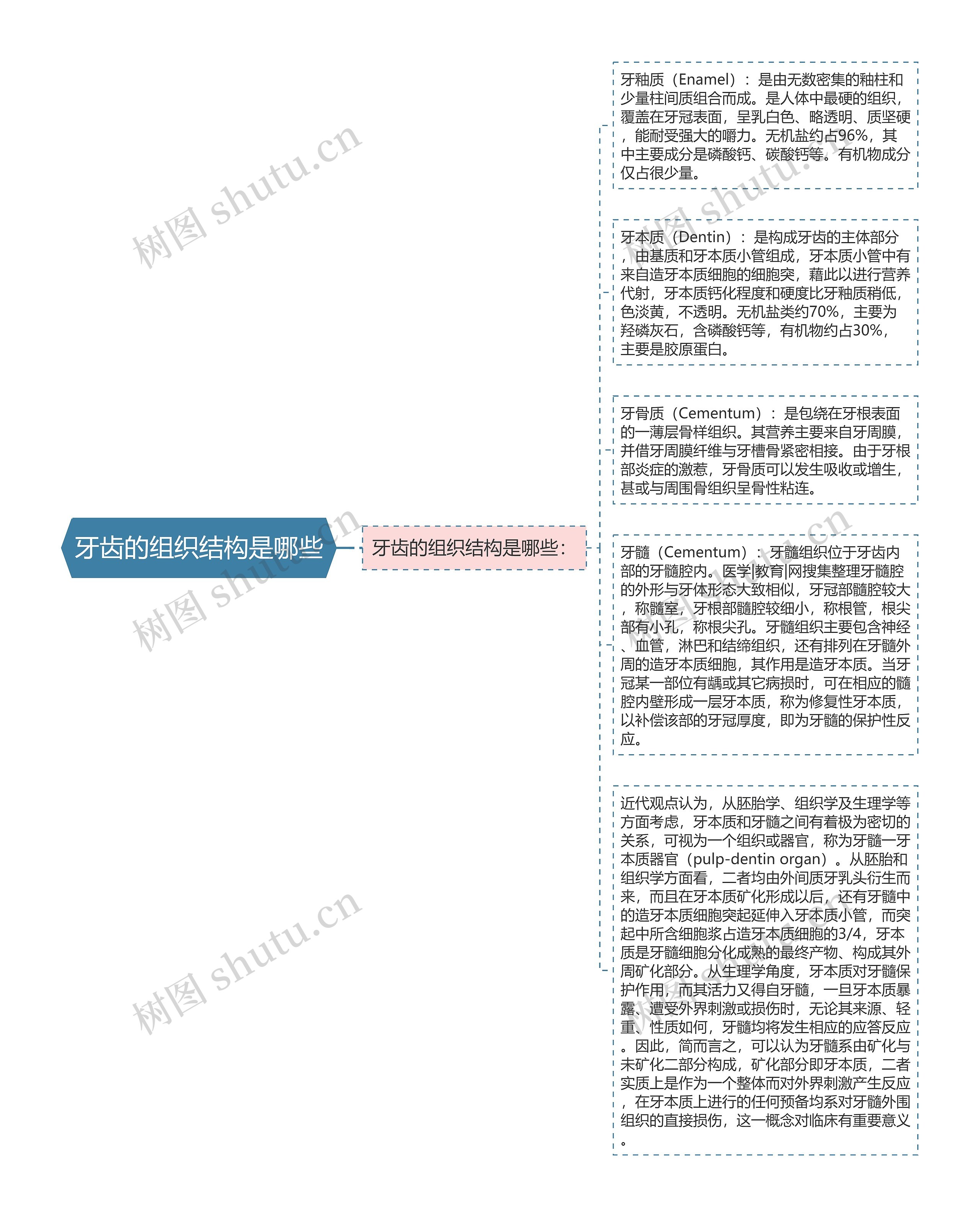 牙齿的组织结构是哪些思维导图