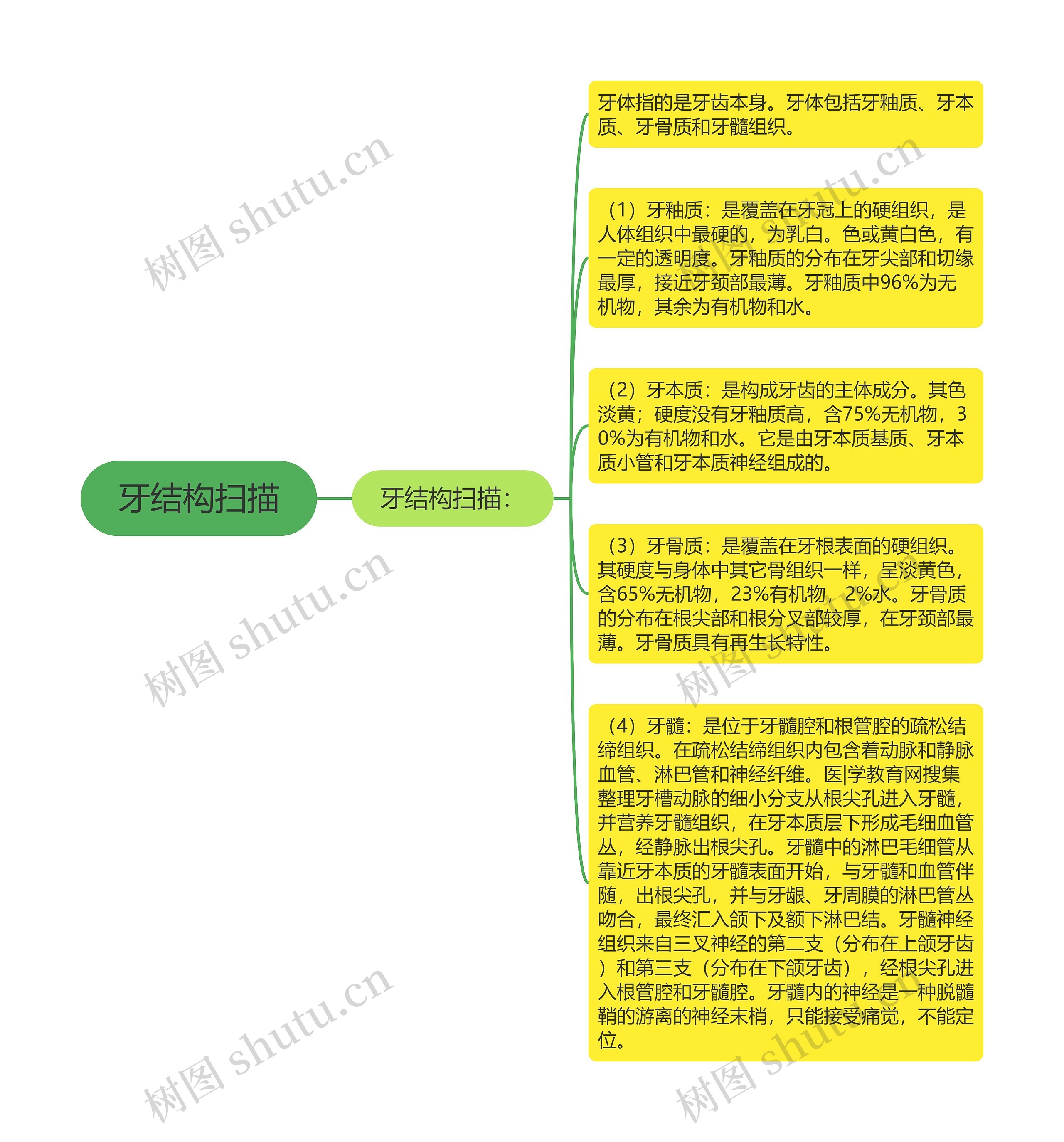 牙结构扫描 牙结构扫描