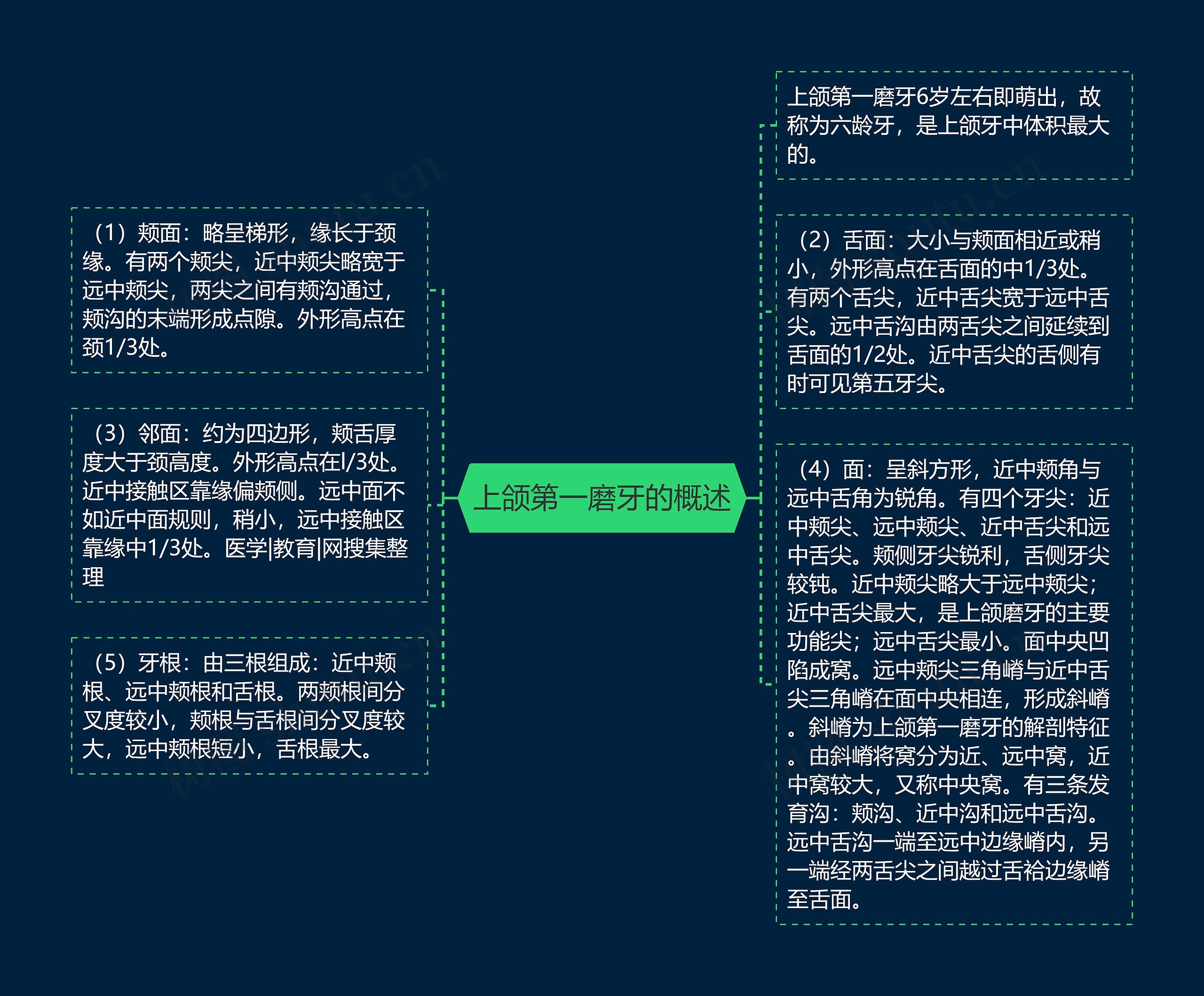 上颌第一磨牙的概述思维导图