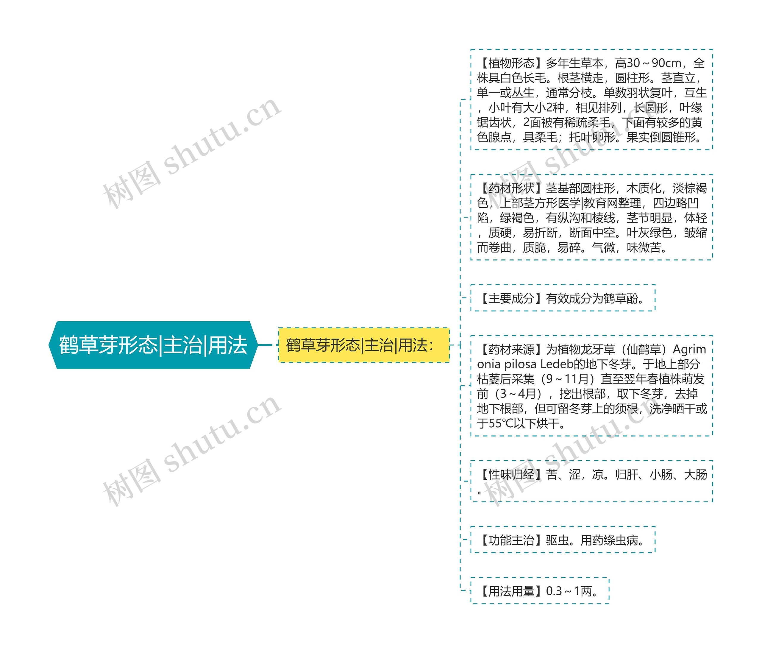 鹤草芽形态|主治|用法 鹤草芽形态|主治|用法