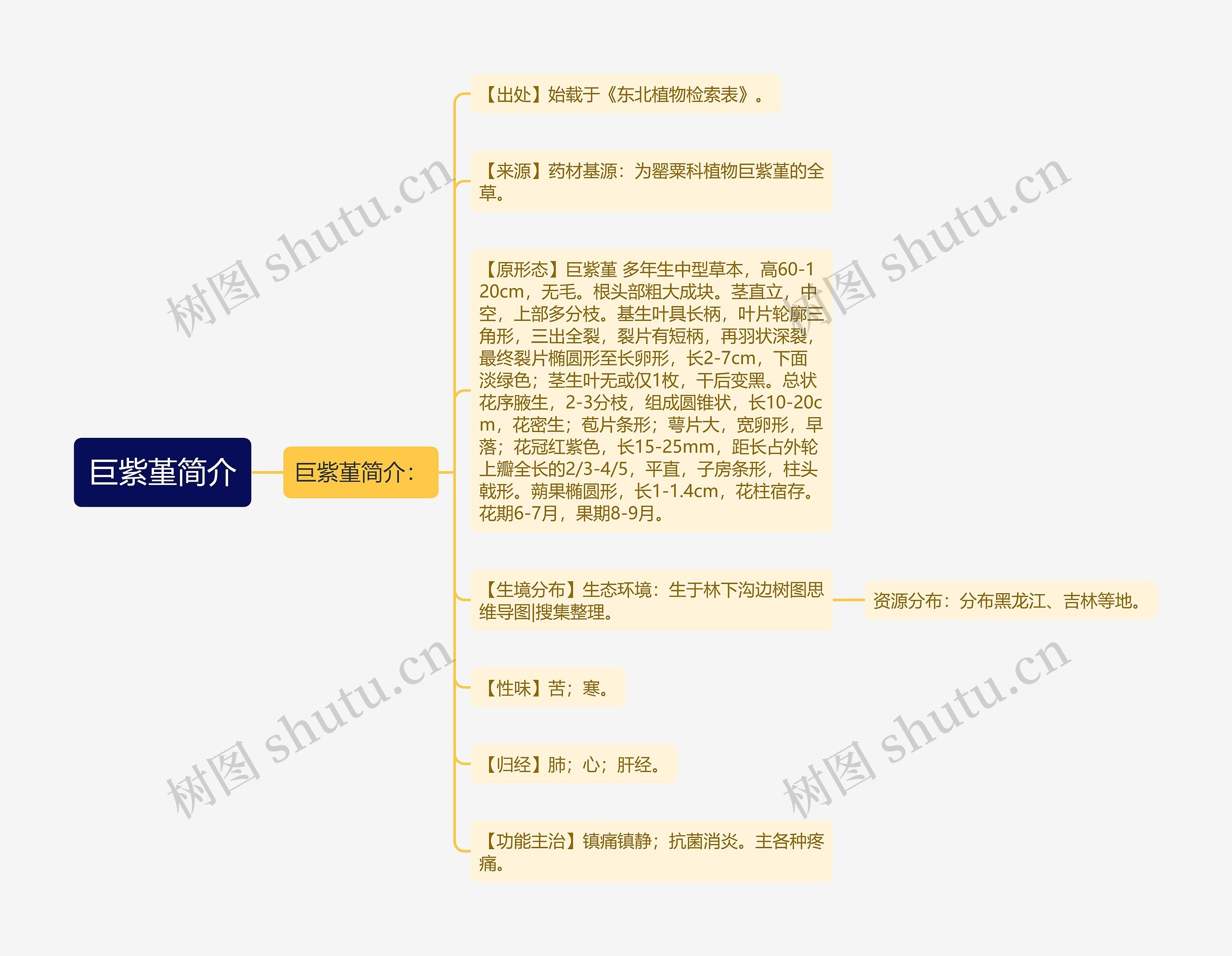 巨紫堇简介思维导图