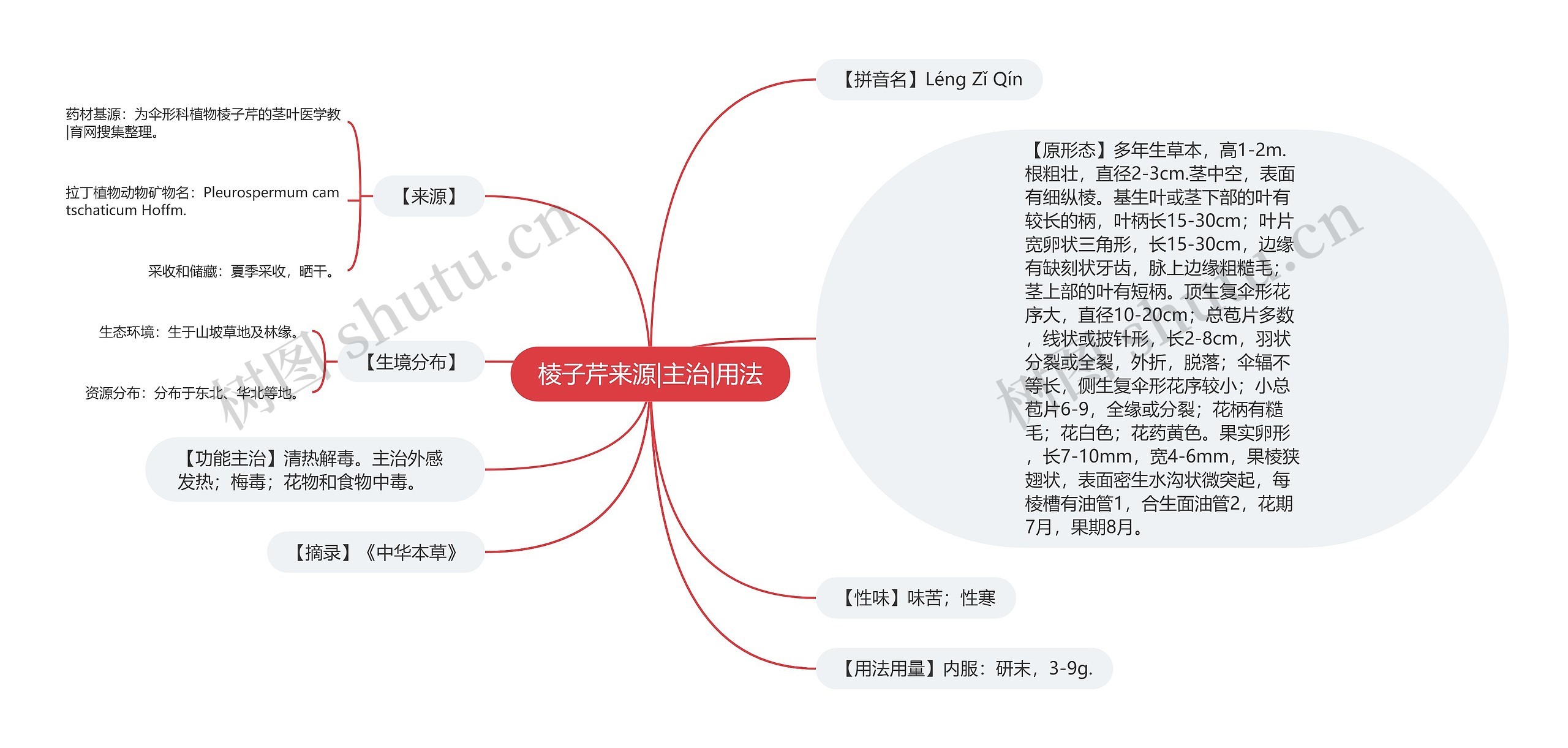 棱子芹来源|主治|用法思维导图