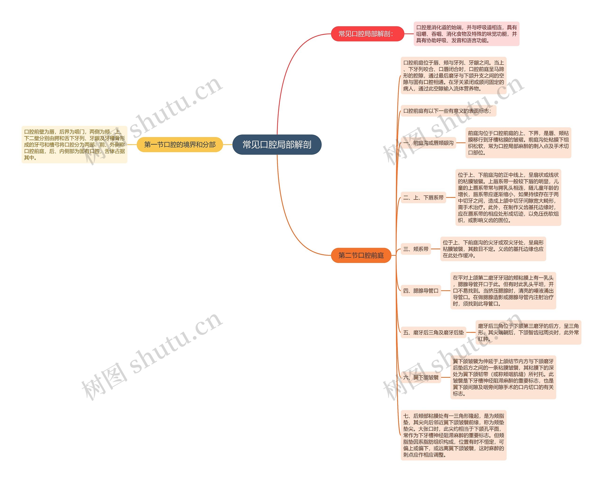 常见口腔局部解剖思维导图
