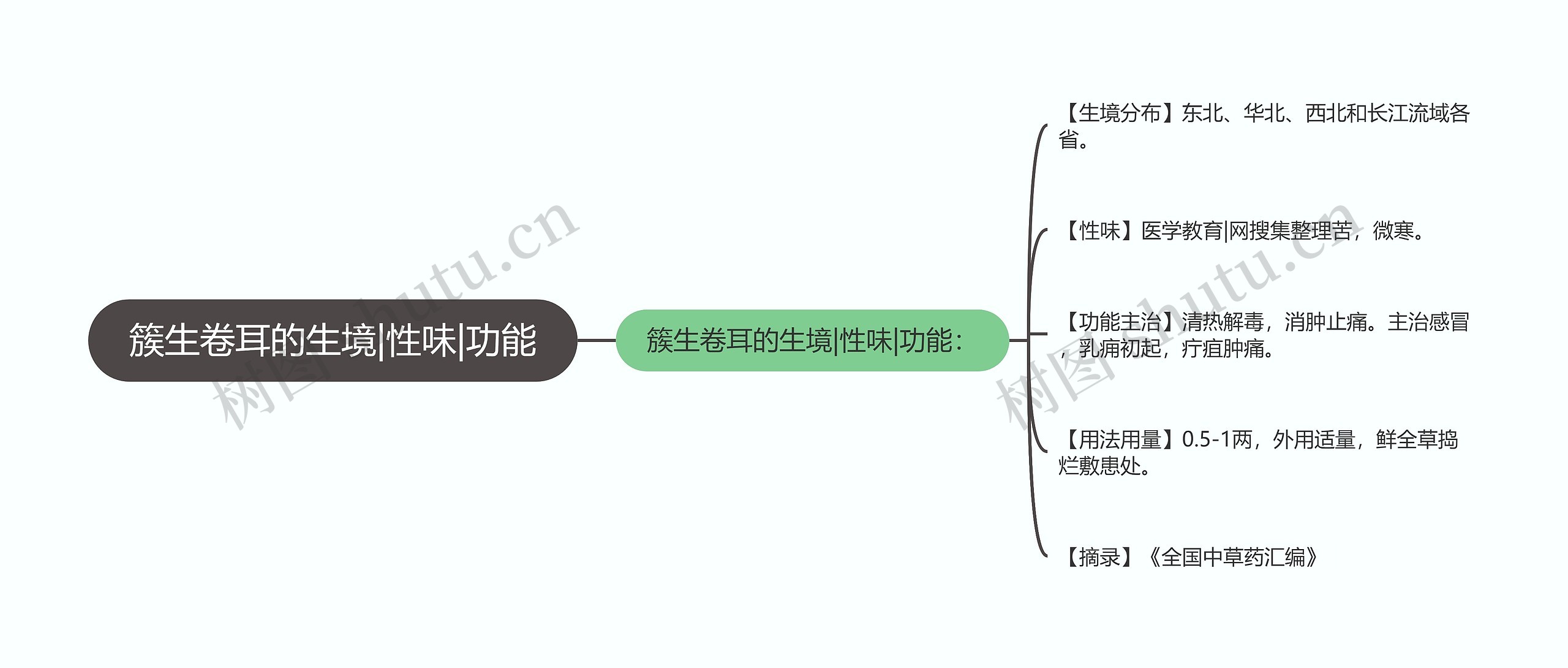 簇生卷耳的生境|性味|功能