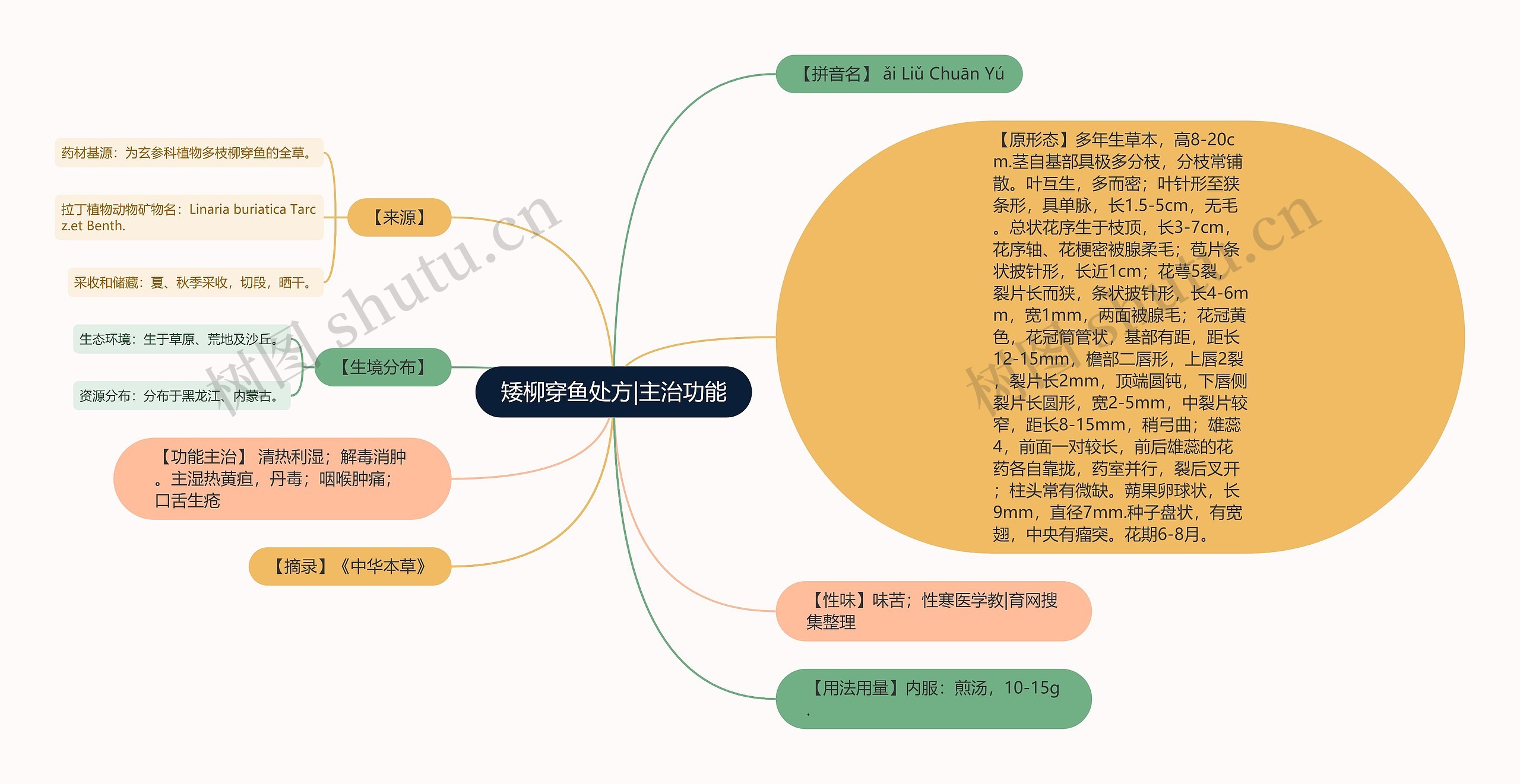 矮柳穿鱼处方|主治功能思维导图