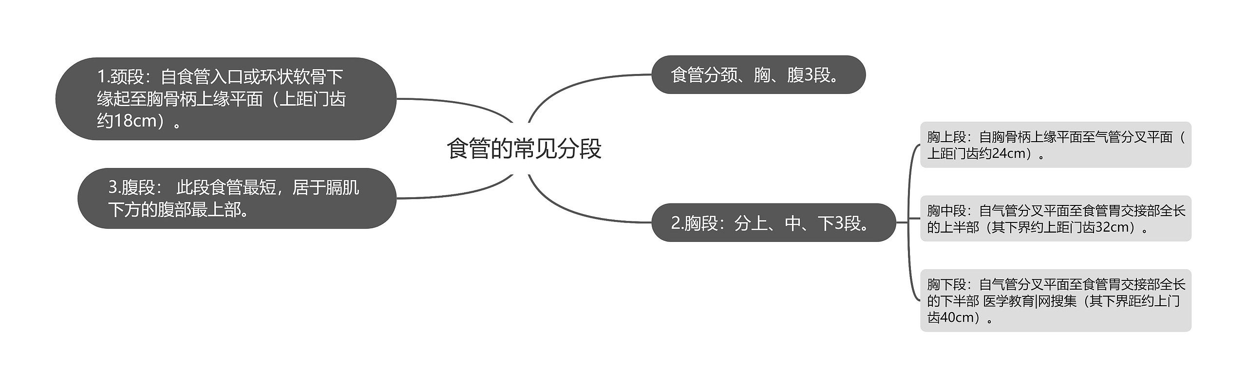 食管的常见分段 食管的常见分段